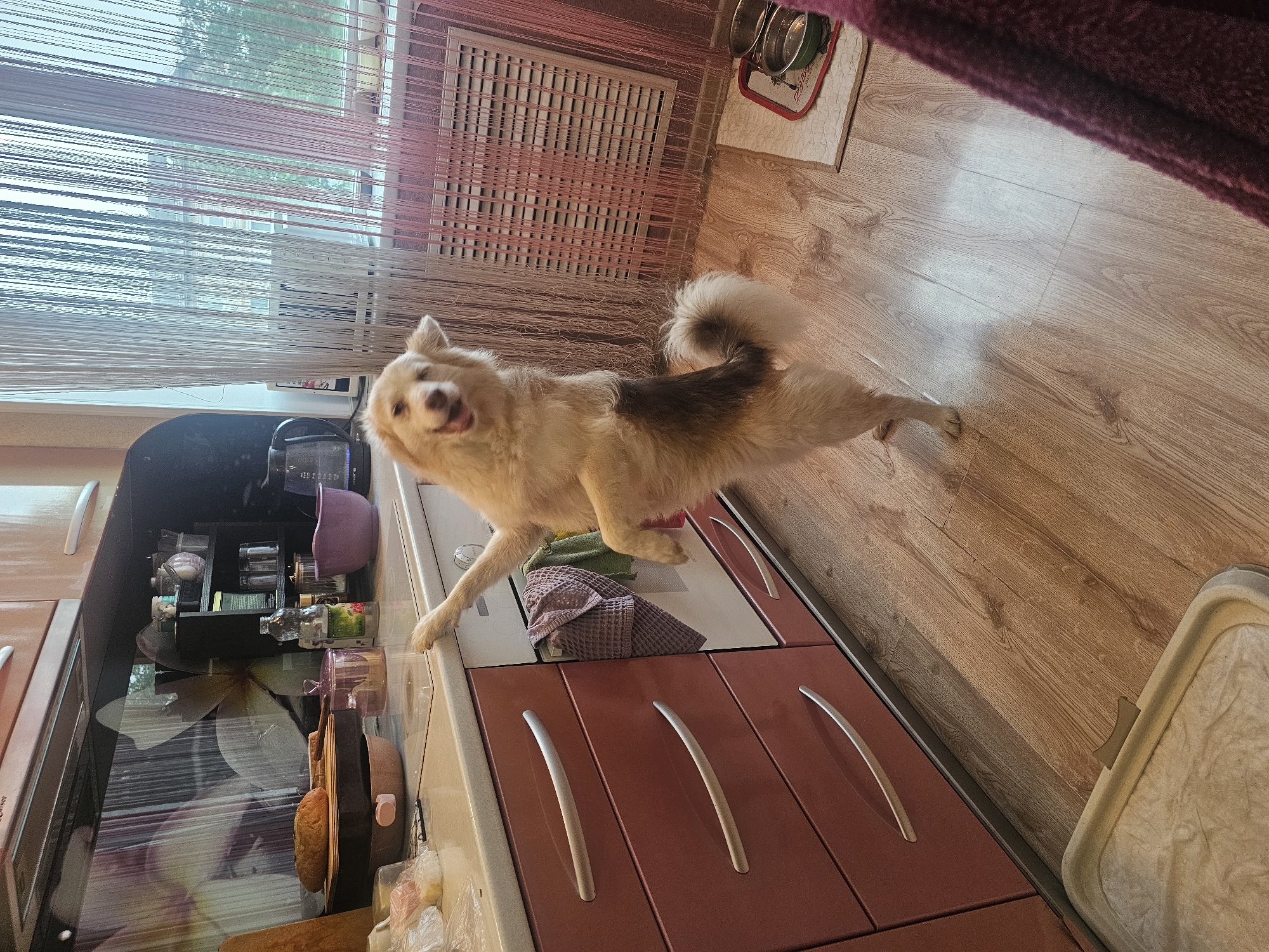 Fluffy dog goes full counter-surf in the kitchen