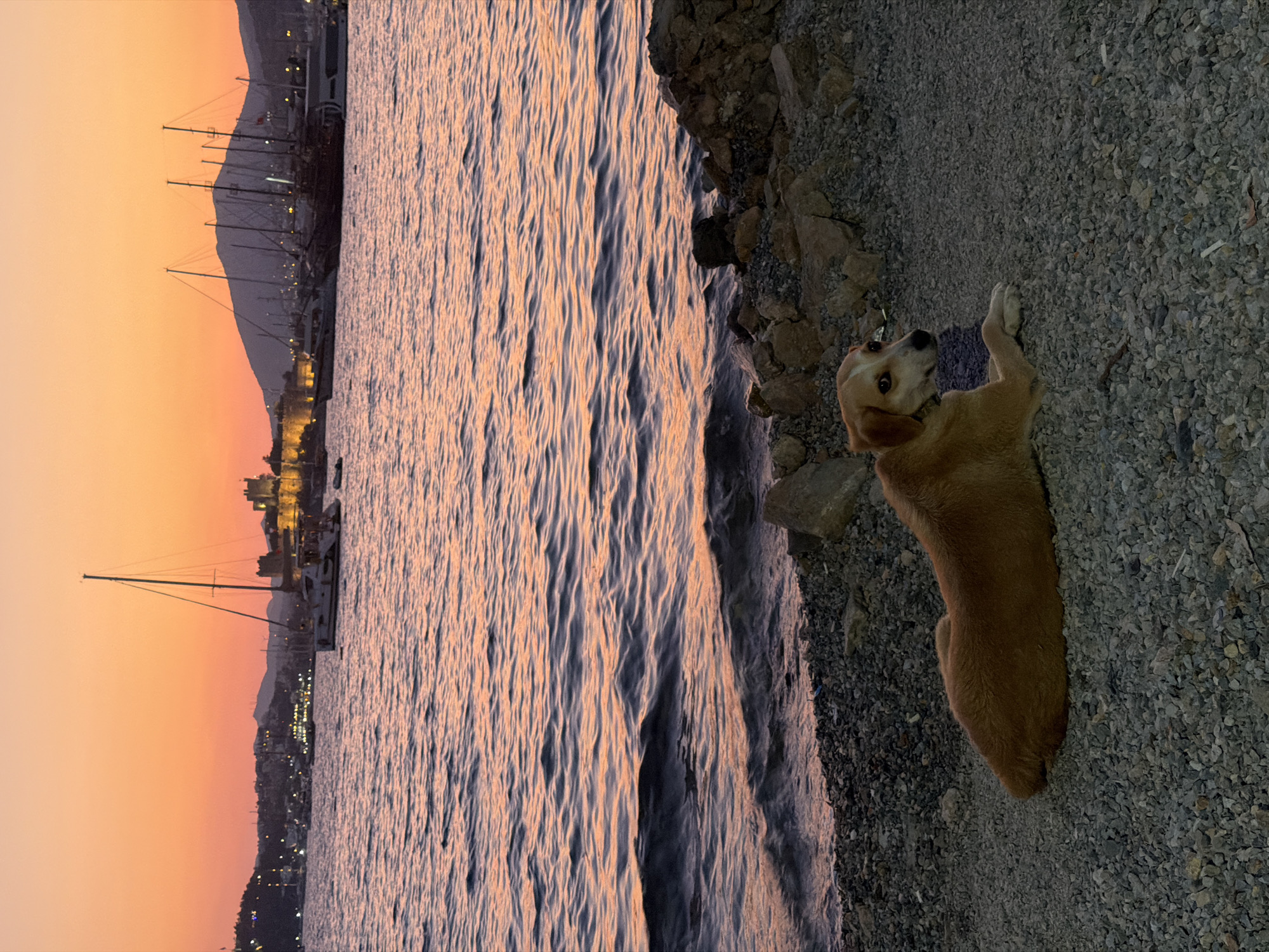 Bodrum at golden hour — harbor scenes, cats, and a rising moon