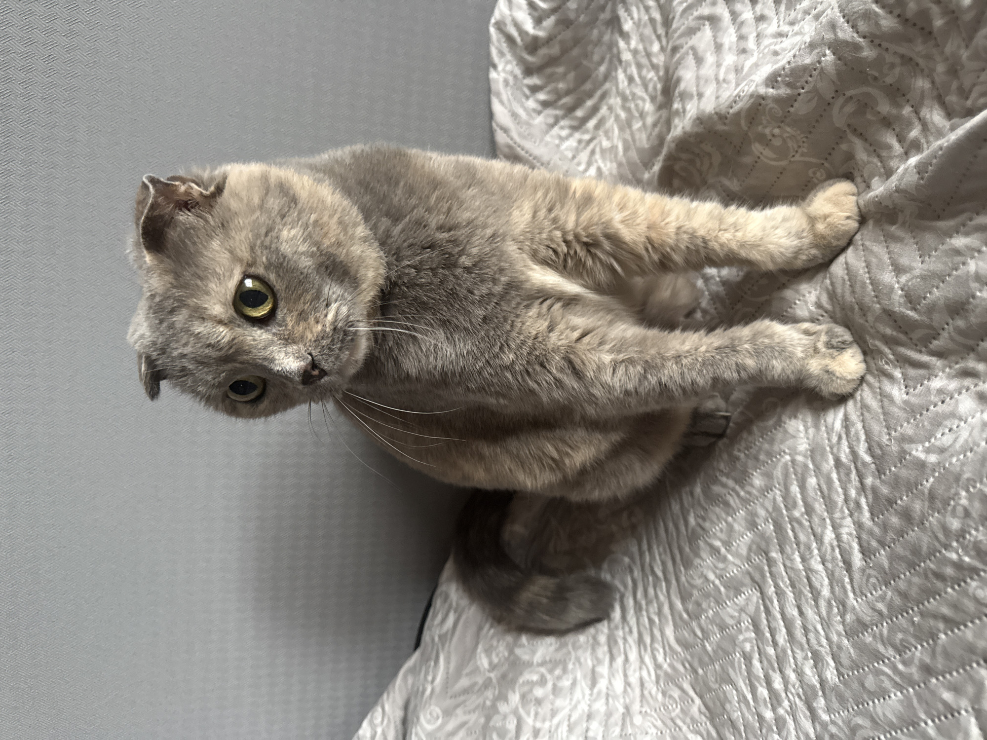 Scottish Fold cat relaxing on blankets at home in Russia