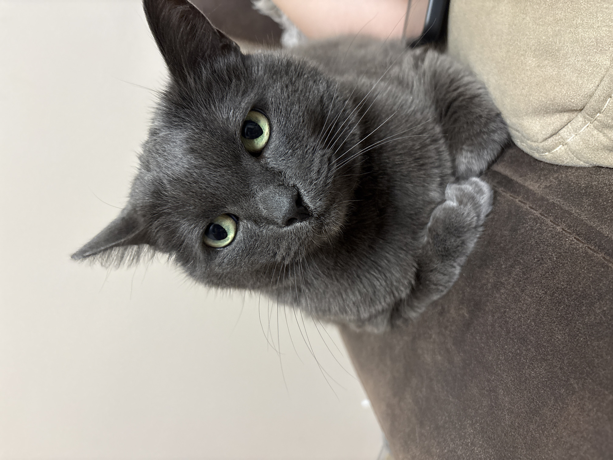 Gray cat rests on couch in Plovdiv home