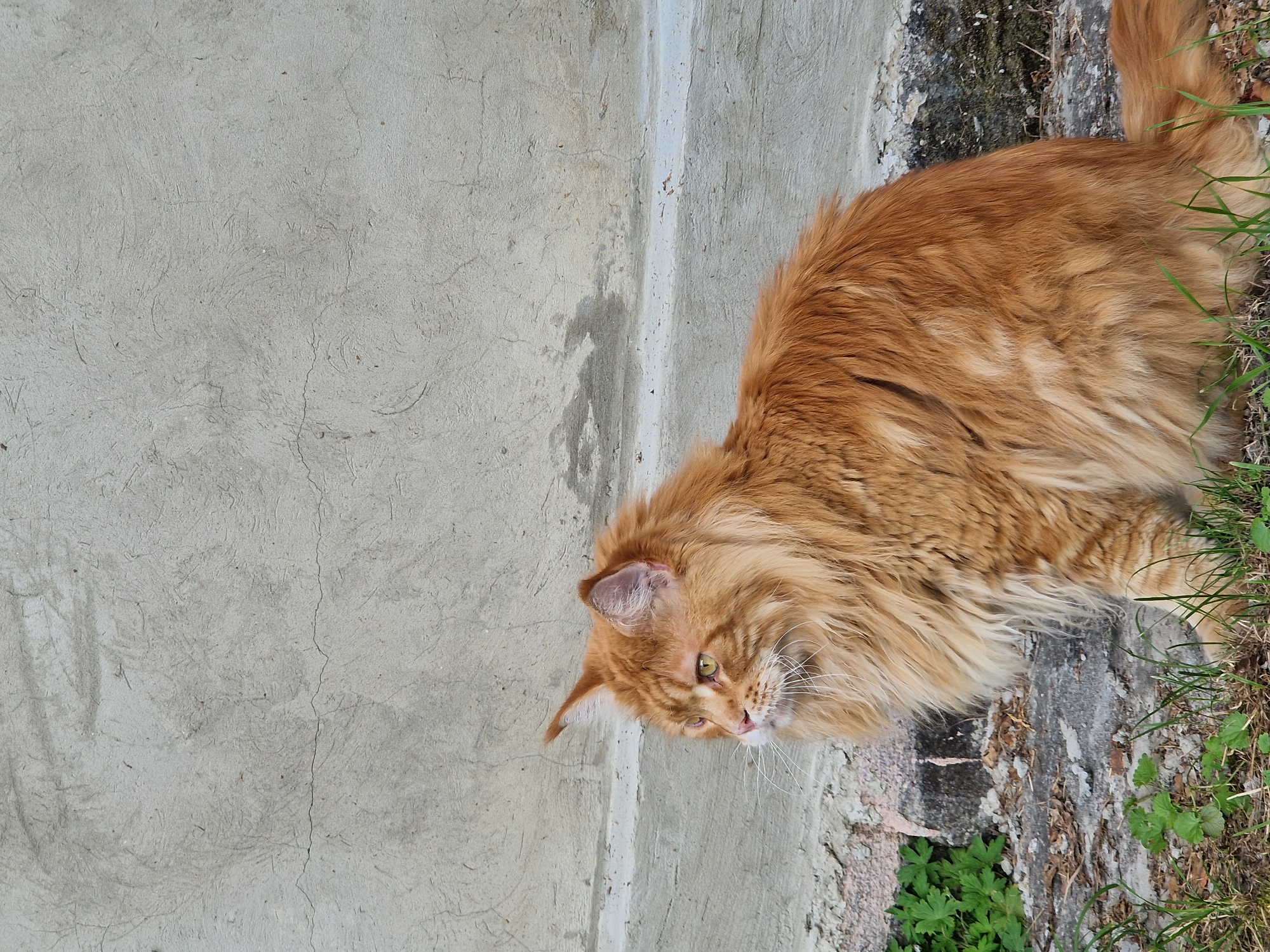 Ginger cat and Staghorn Sumac in a Ukrainian backyard