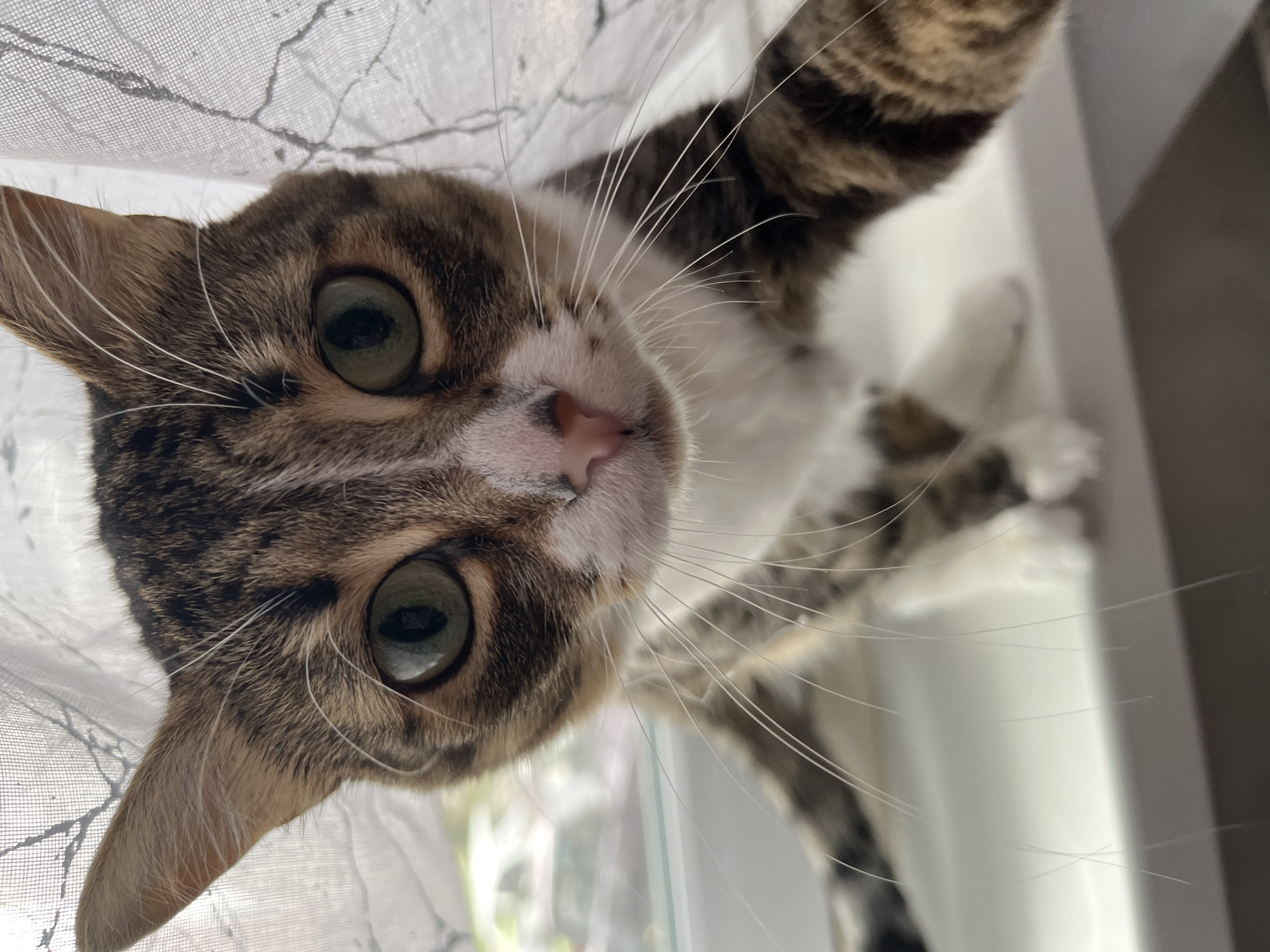 Tabby cats photographed in close-up shots in Shushary, Russia