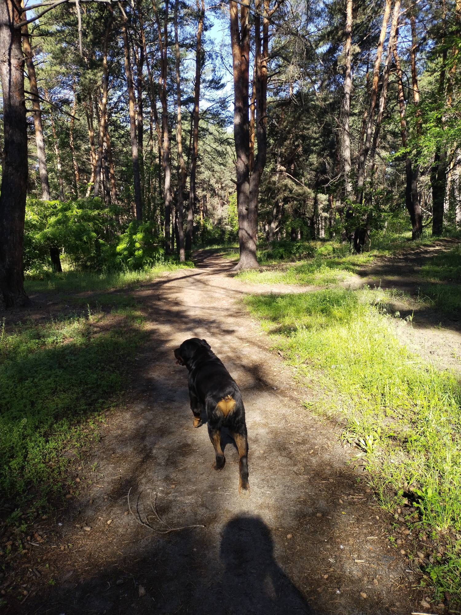 Woman documents early morning dog walk in Ukrainian pine forest