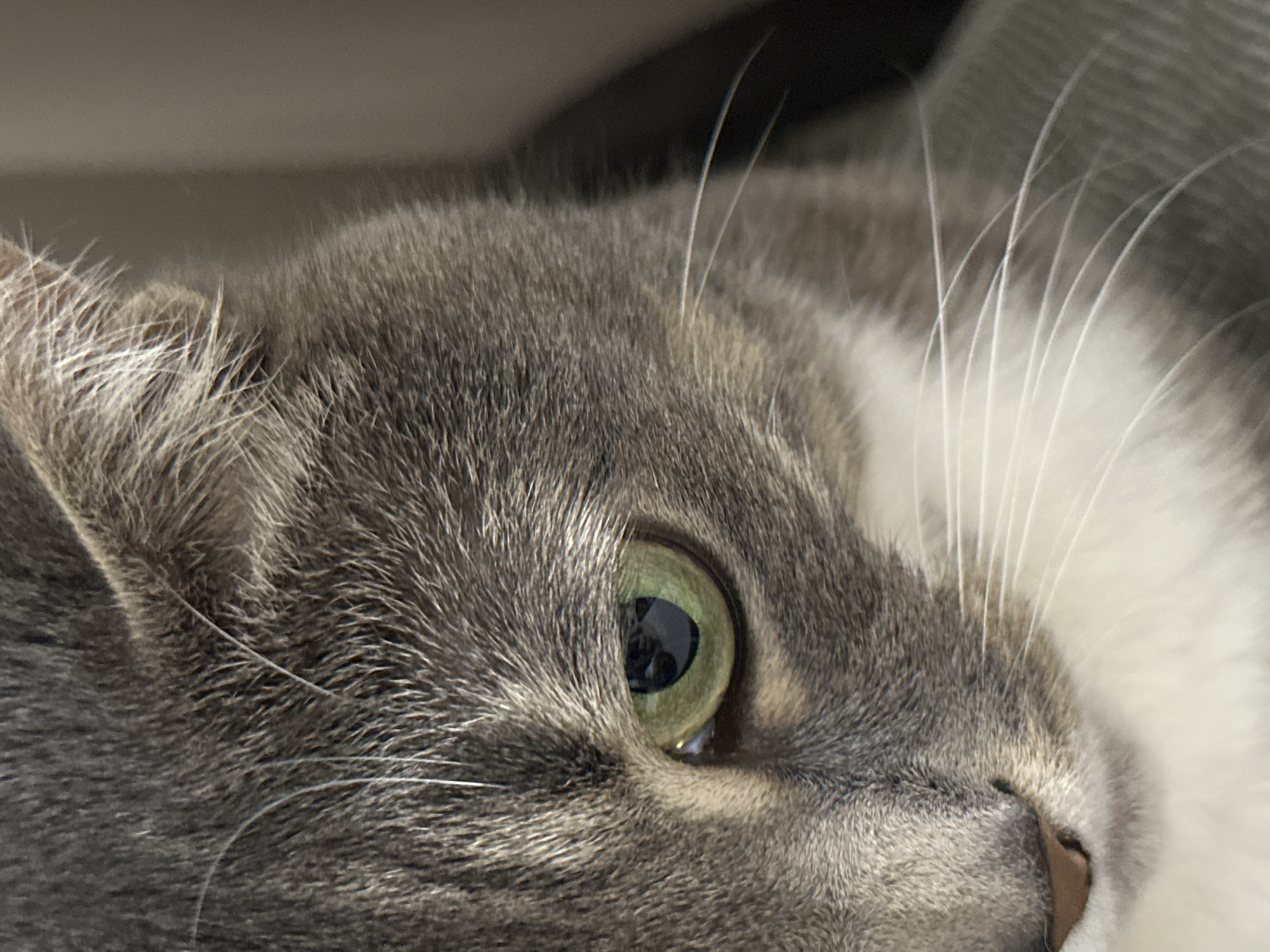 Tabby Cat Observed in Extended Domestic Activity Session