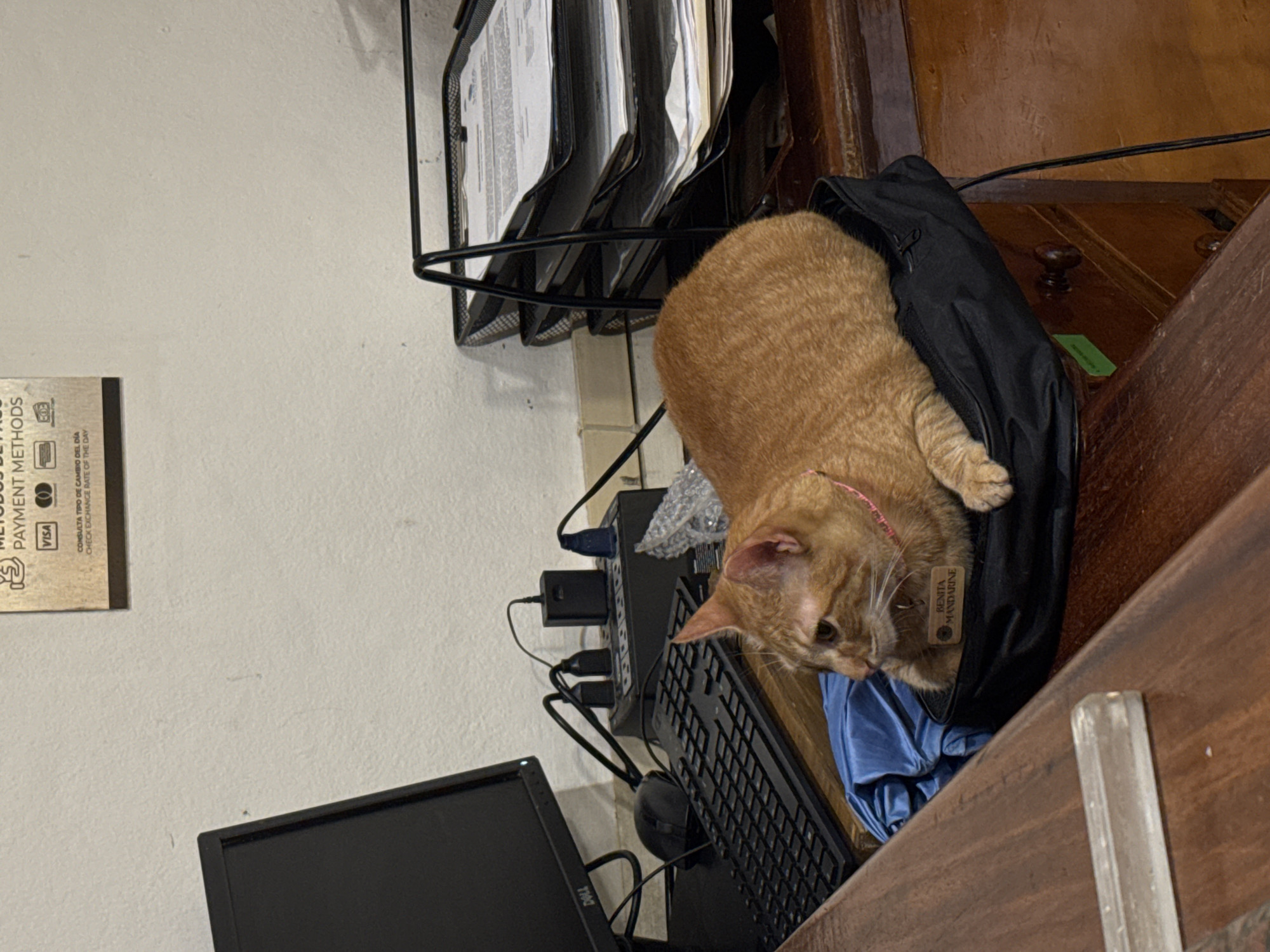 Resort cat Benita Mandarine captured lounging around Playa del Carmen lobby