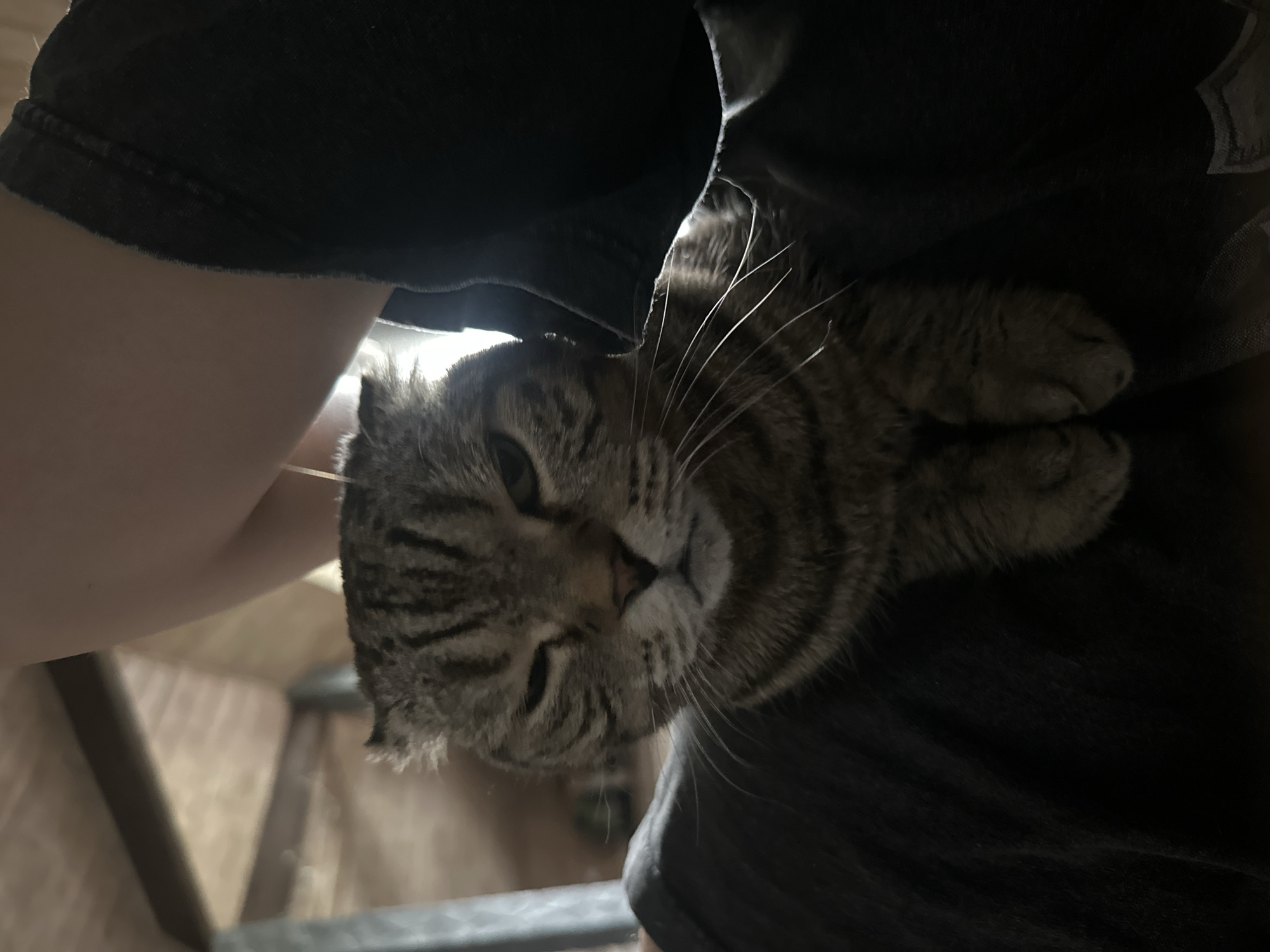 Scottish Fold tabby photographed around a Virki home