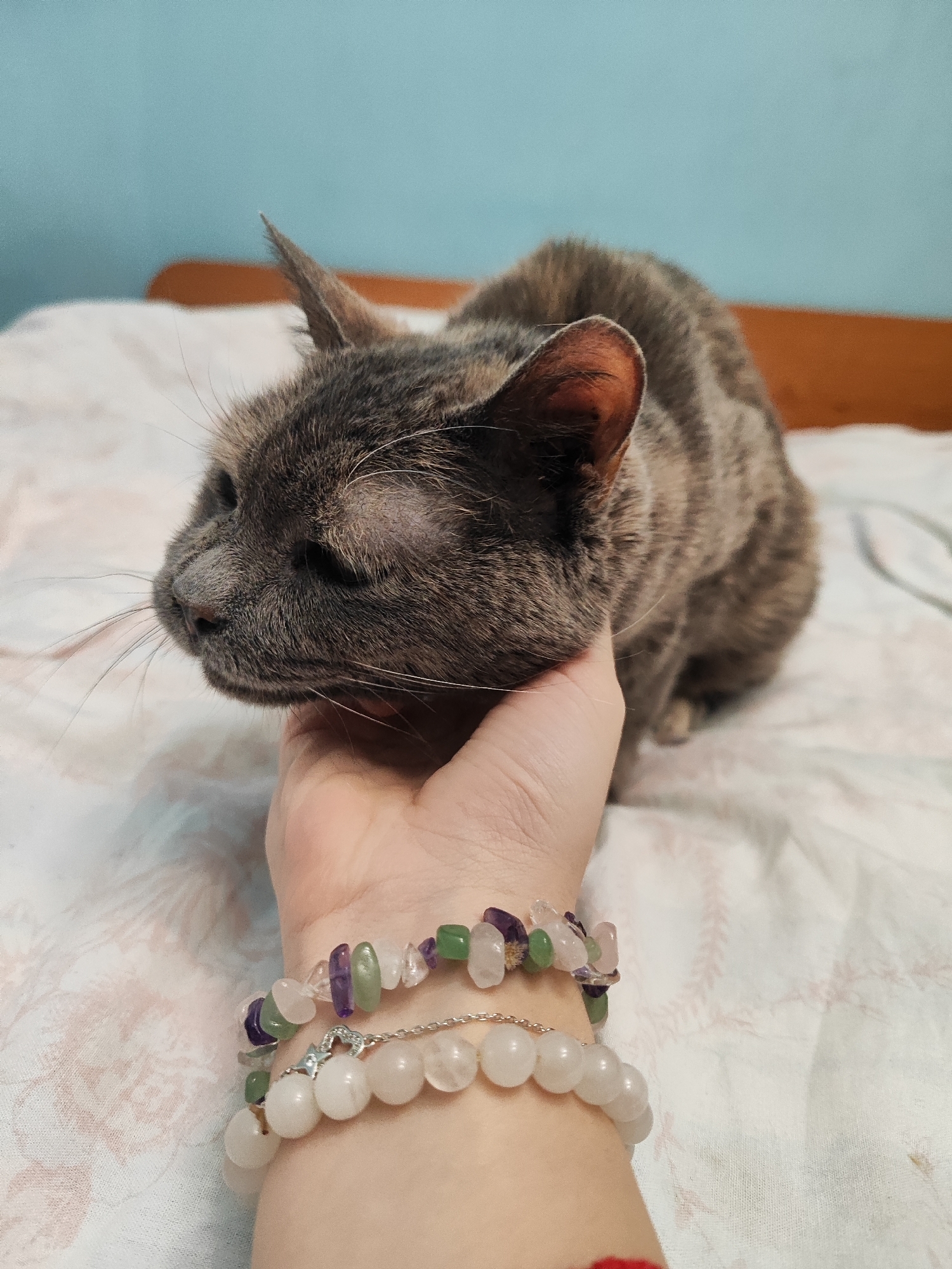 Cat spotted during quiet Easter Sunday in Sliven, Bulgaria