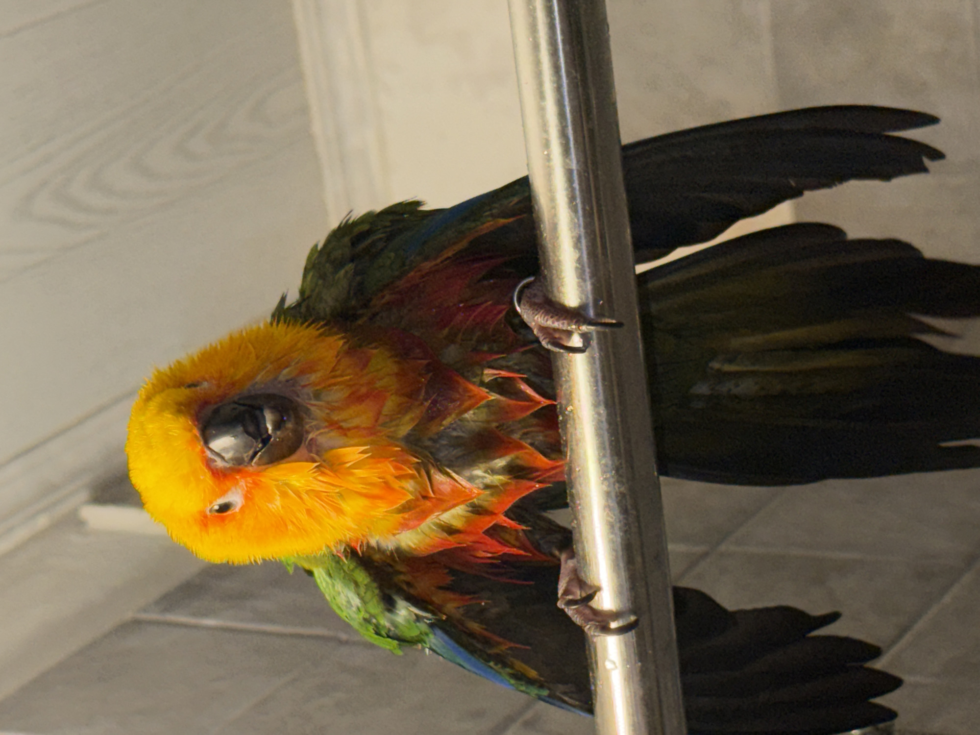 Pet birds mid-bath in a Khimki home