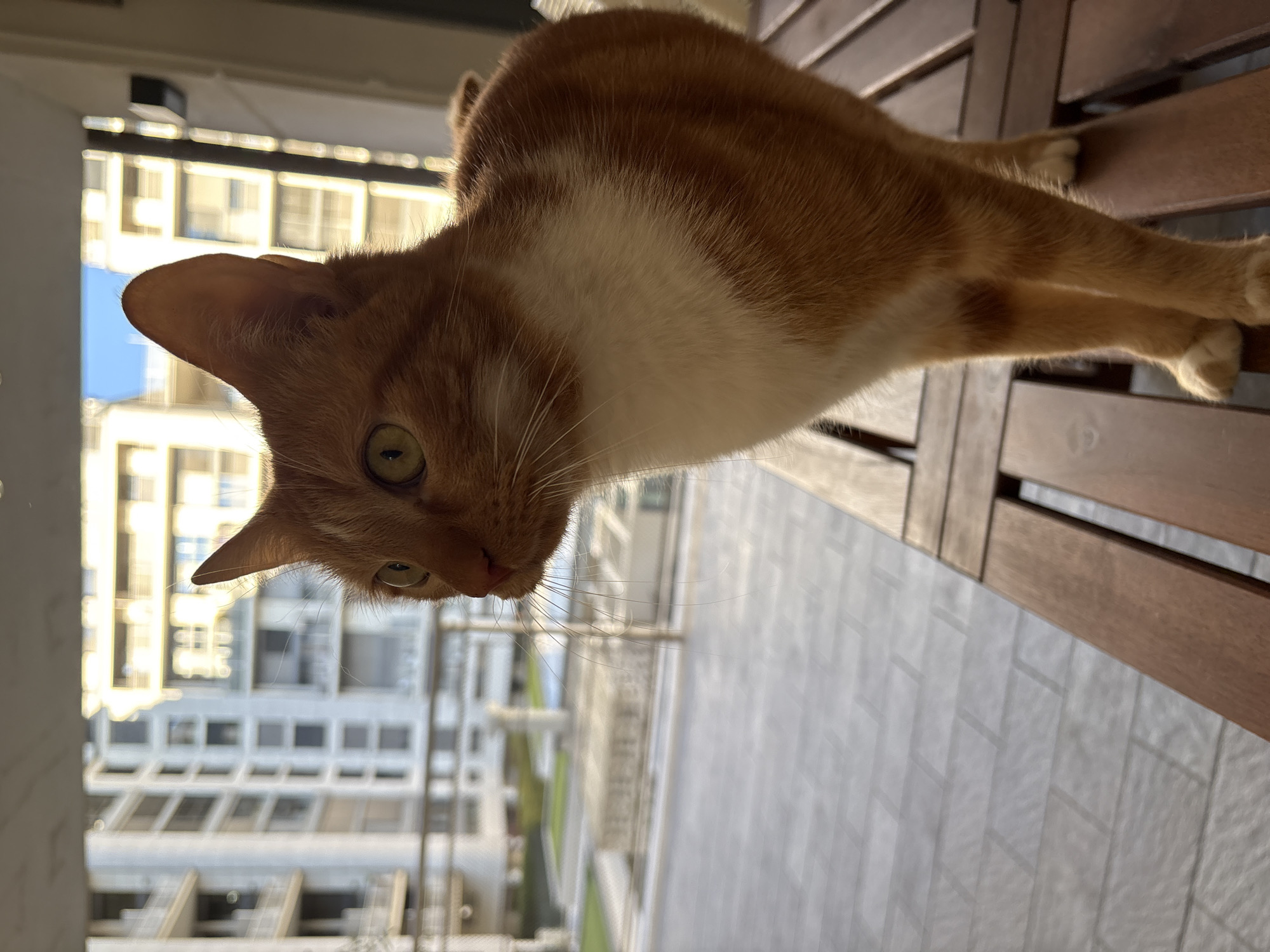 Cat rests on wooden furniture in Milan