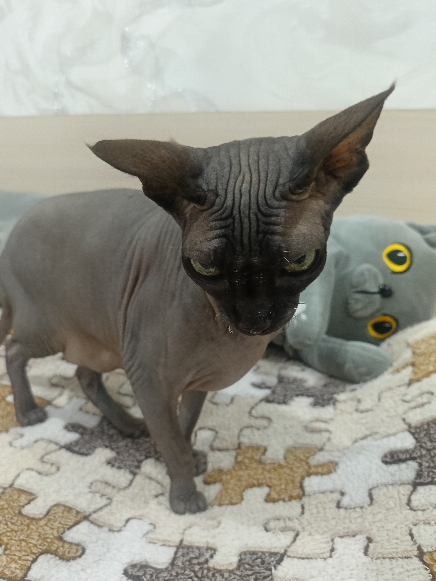Handmade art, orchids, and a Sphynx cat in a decorated Oral home