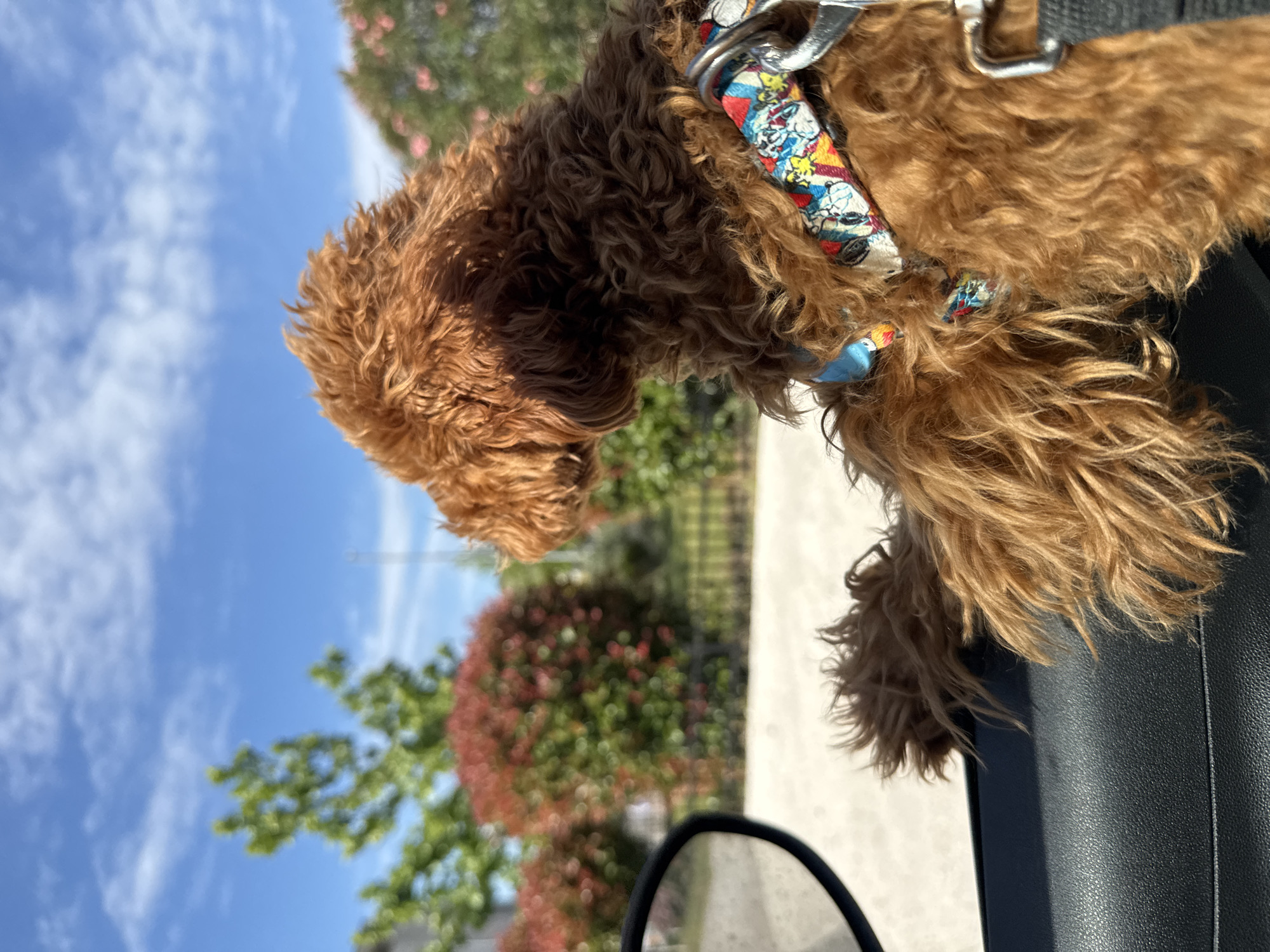 Dog enjoys car ride window view in Podgorica