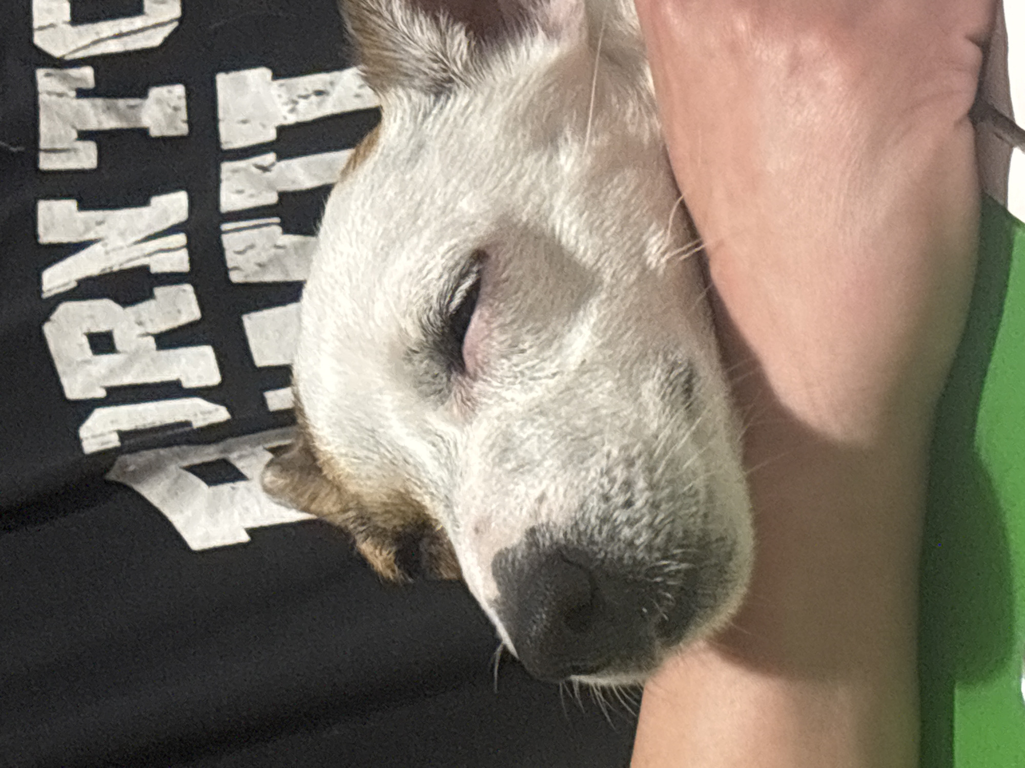 Dog sleeps peacefully on person's arm in Lysva