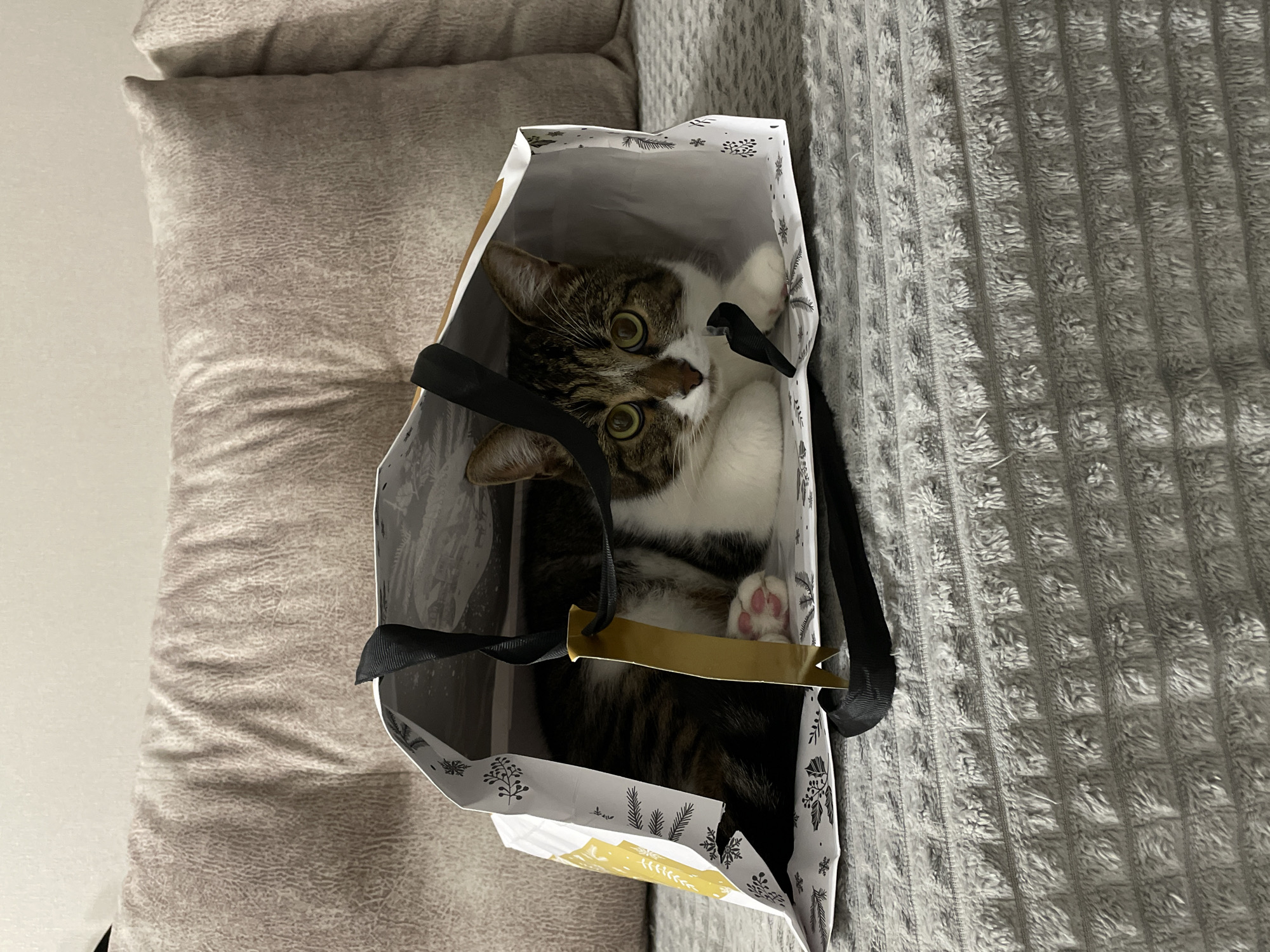 Cat Found Inside Gift Bag in Pervomaysky, Russia