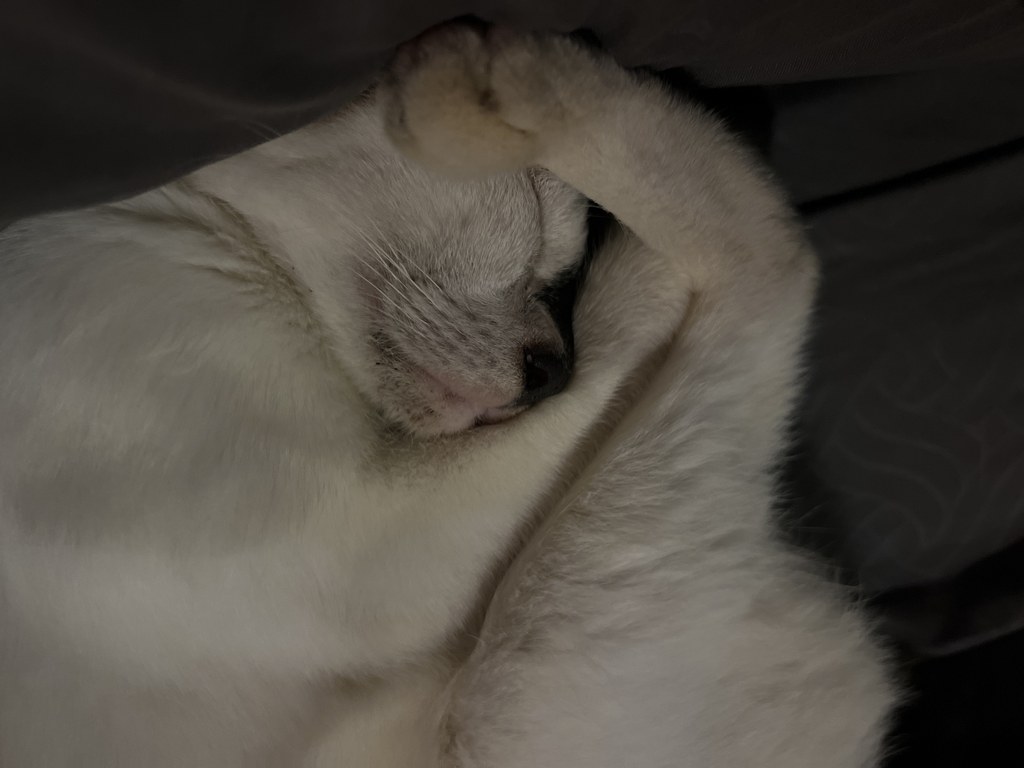 White cat sleeps on gray bed in Sukawati