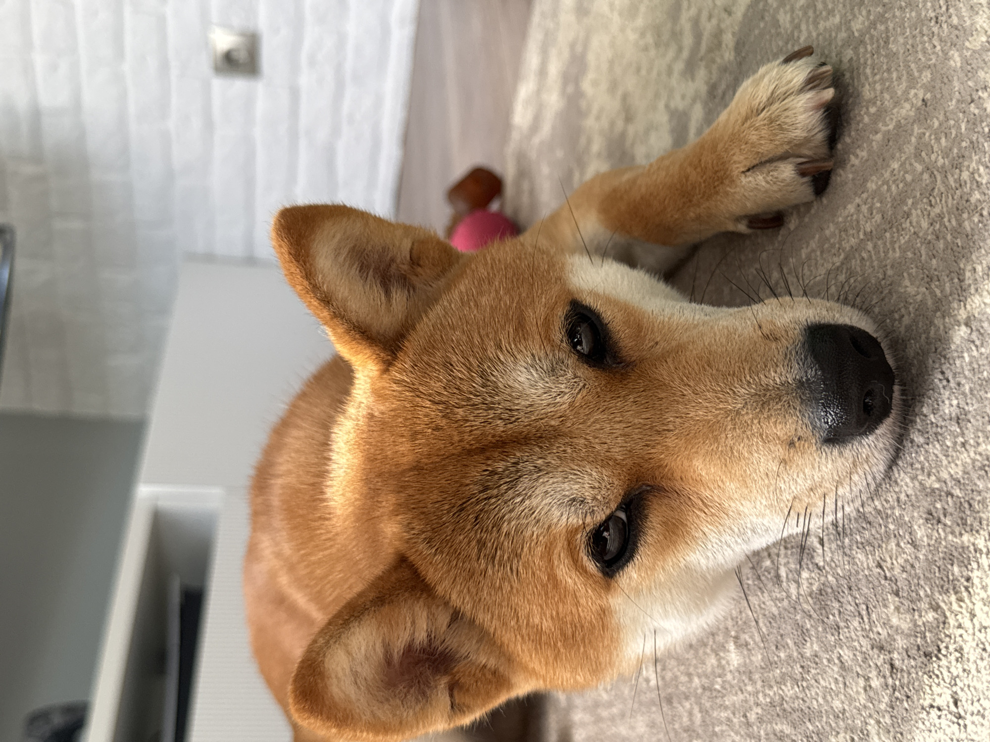 Shiba Inu chills on the carpet in a Latvian living room