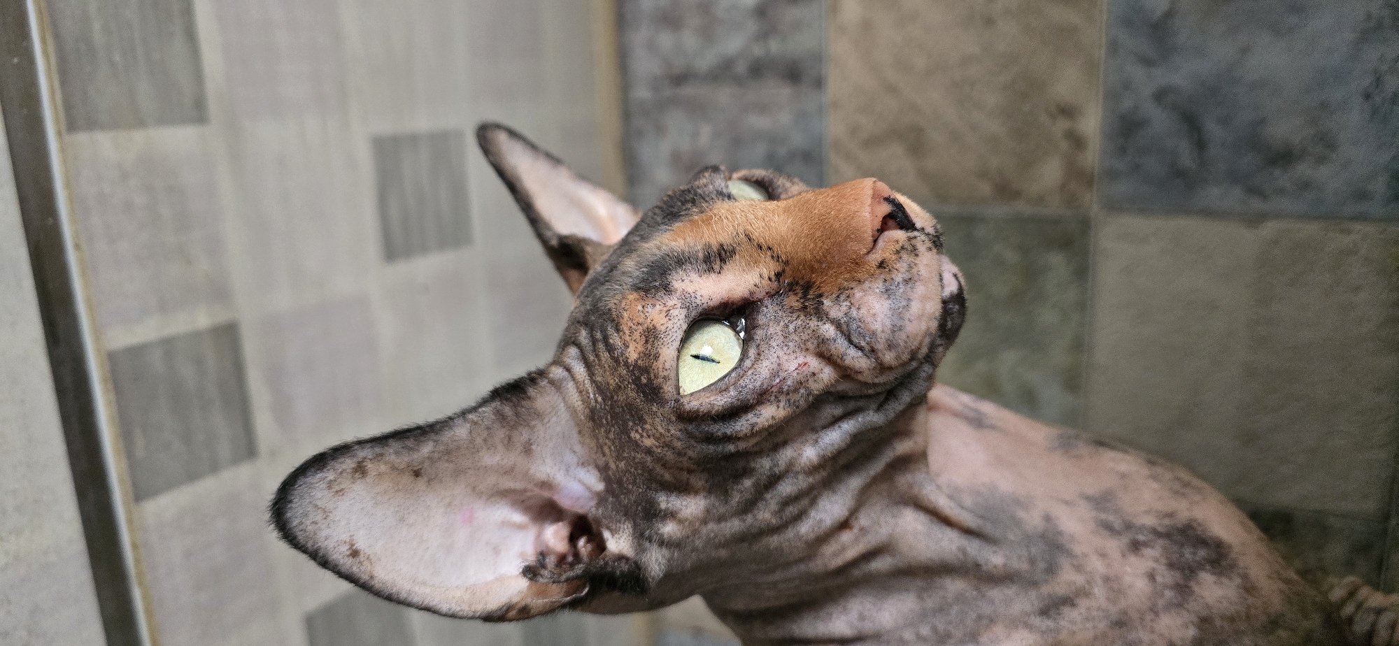 Sphynx cat at home in Baku, with food and sky glimpses