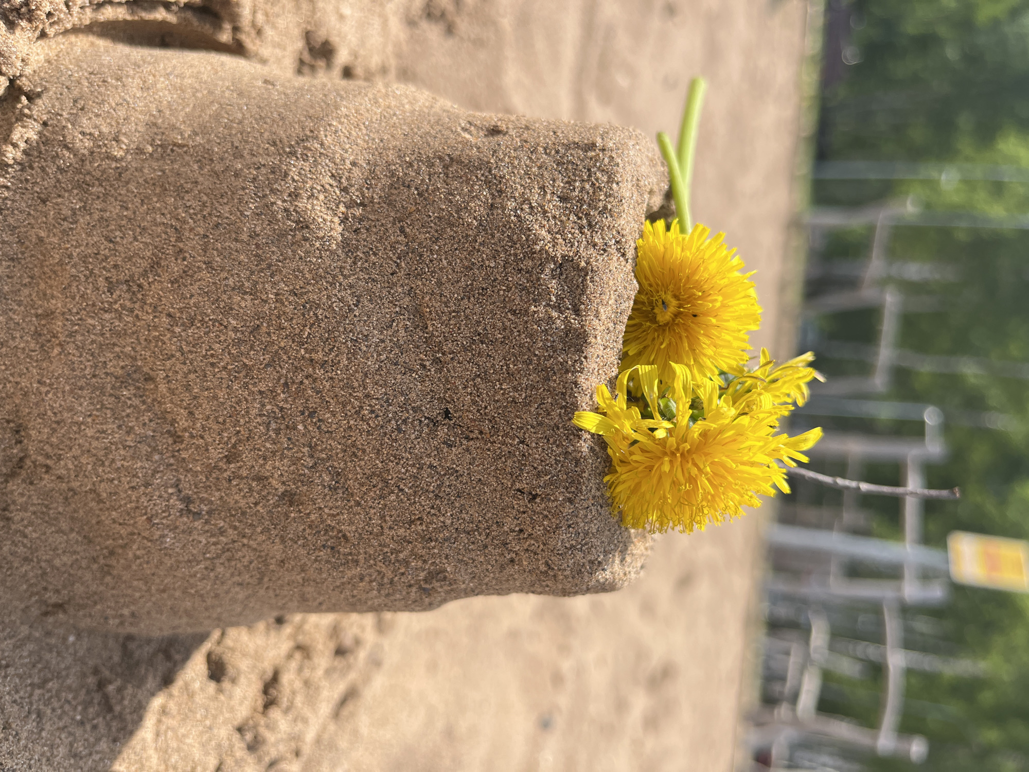 Beach day with sandcastles, swimming, and forest boardwalk walks
