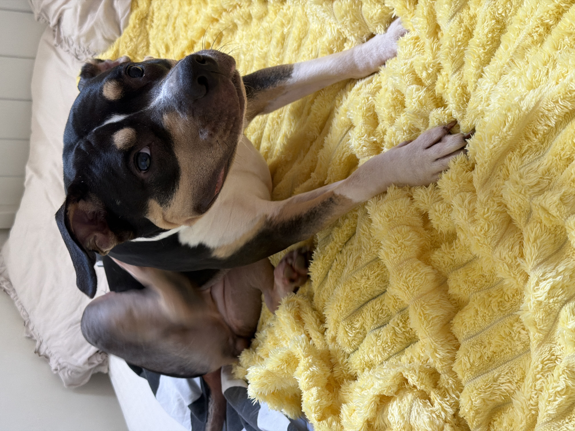 Tri-colored dog lounging on a yellow blanket in Tel Aviv