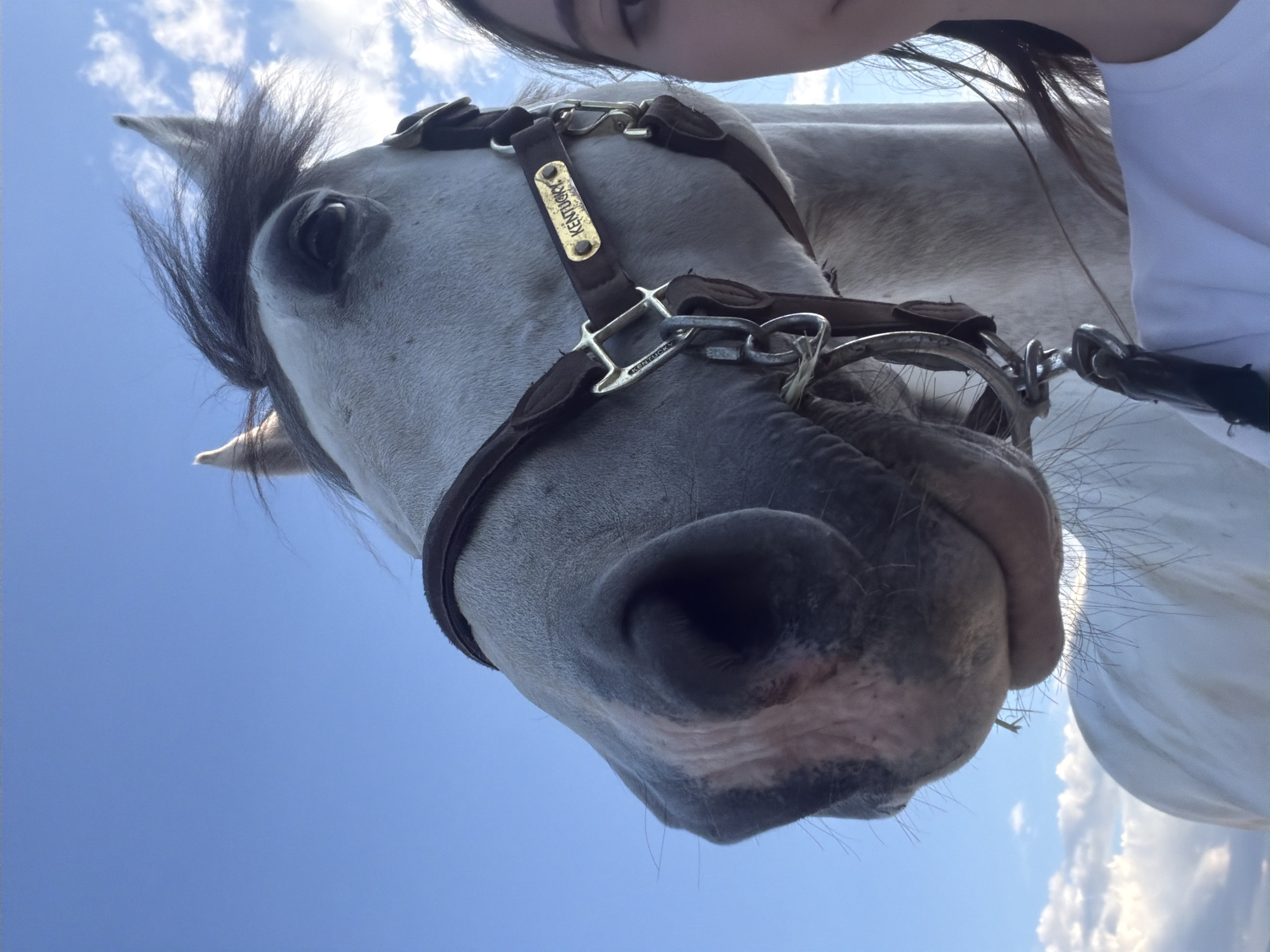 White horse with Kentucky tag spotted in Bulgarian village