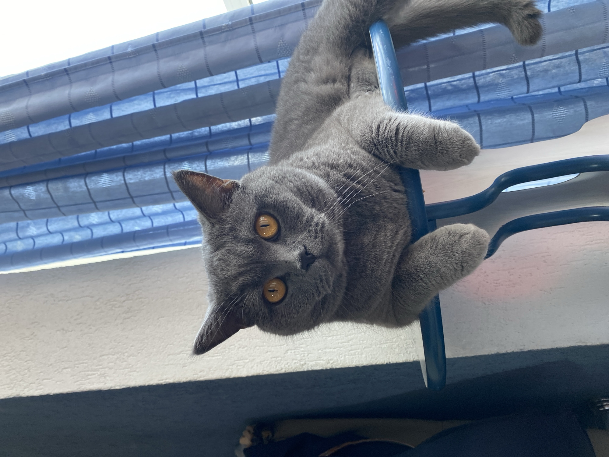 British Shorthair cat relaxing by a window in Iași