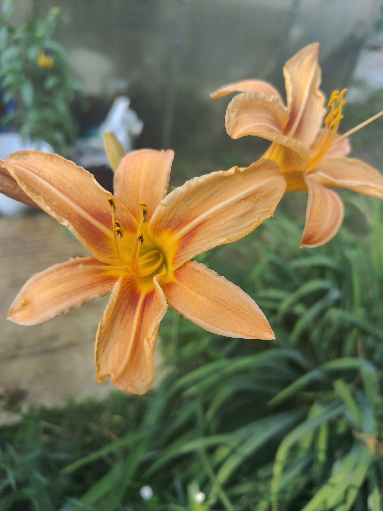 Close-up tour through garden flowers and pine trees
