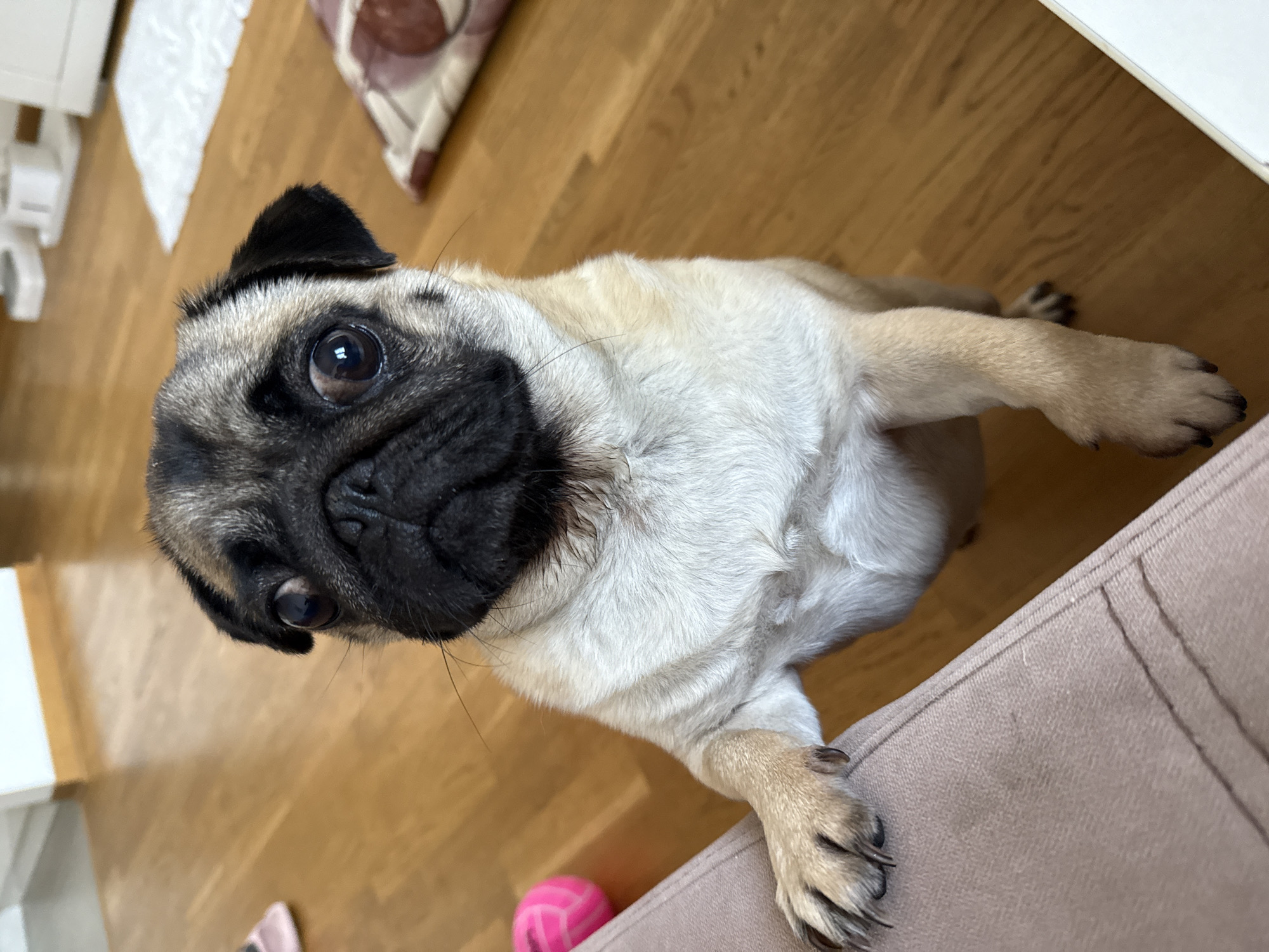 Fawn pug poses for the camera indoors, twice.