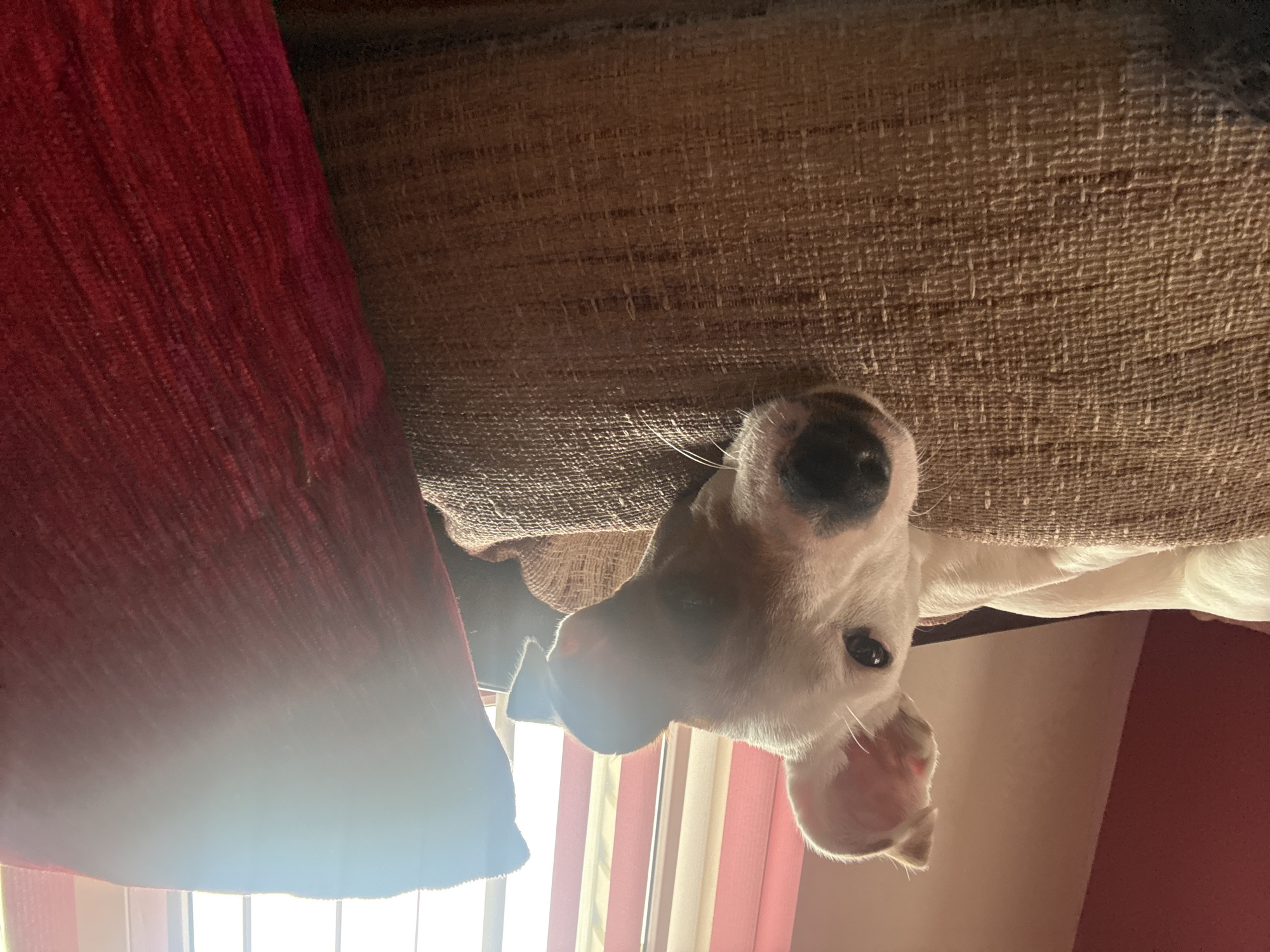 White dog photographed upside down in Bulgarian village