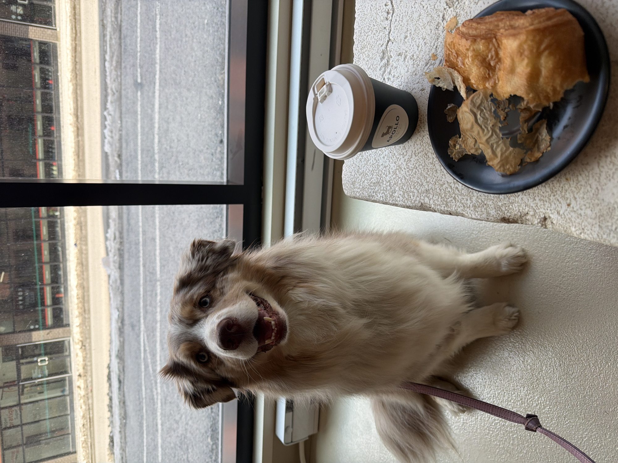 Dogs gather at Montreal cafe during winter afternoon