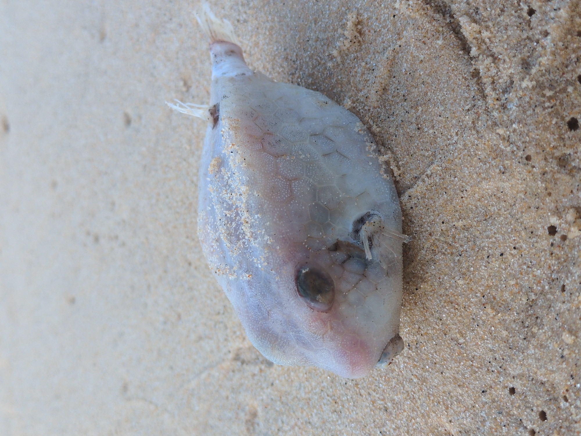 Morning beach walk documented in East Quy Nhon Ward
