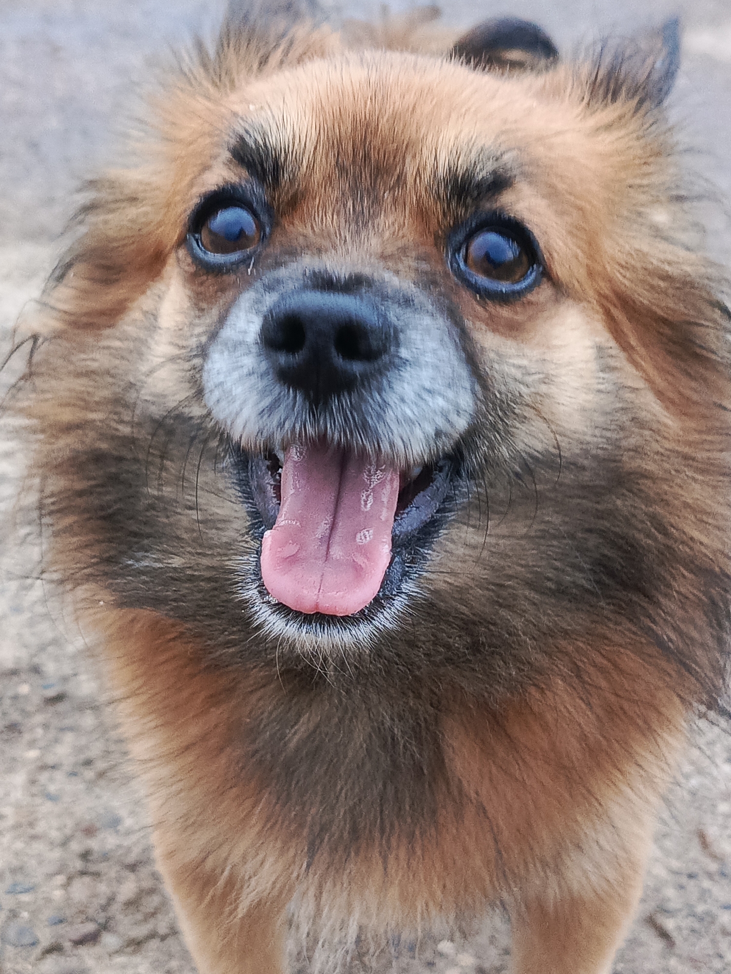 Dogs, moths, wildflowers, and freight trains in rural Russia