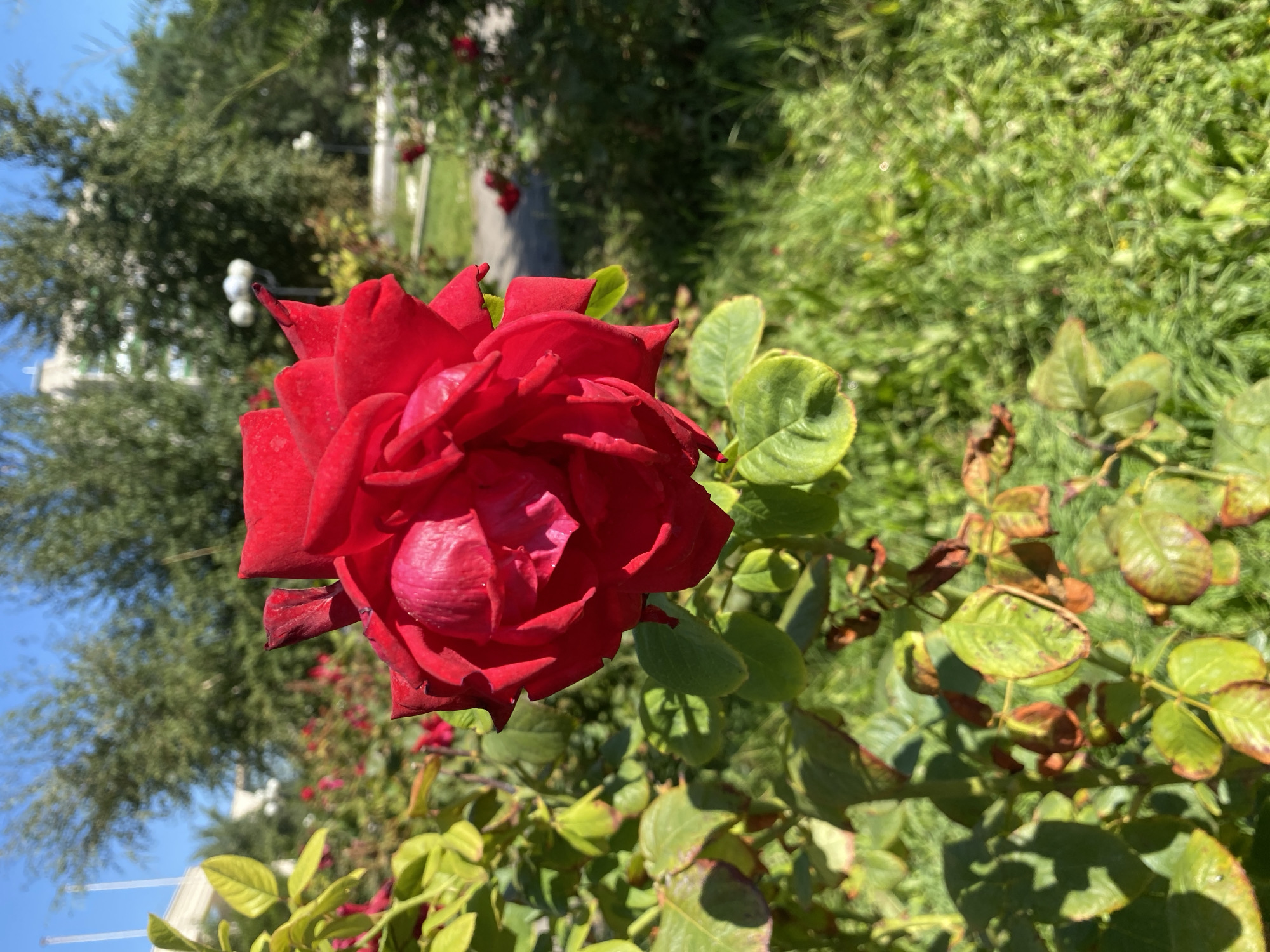 Summer stroll through Oral's parks, monuments, and civic landmarks