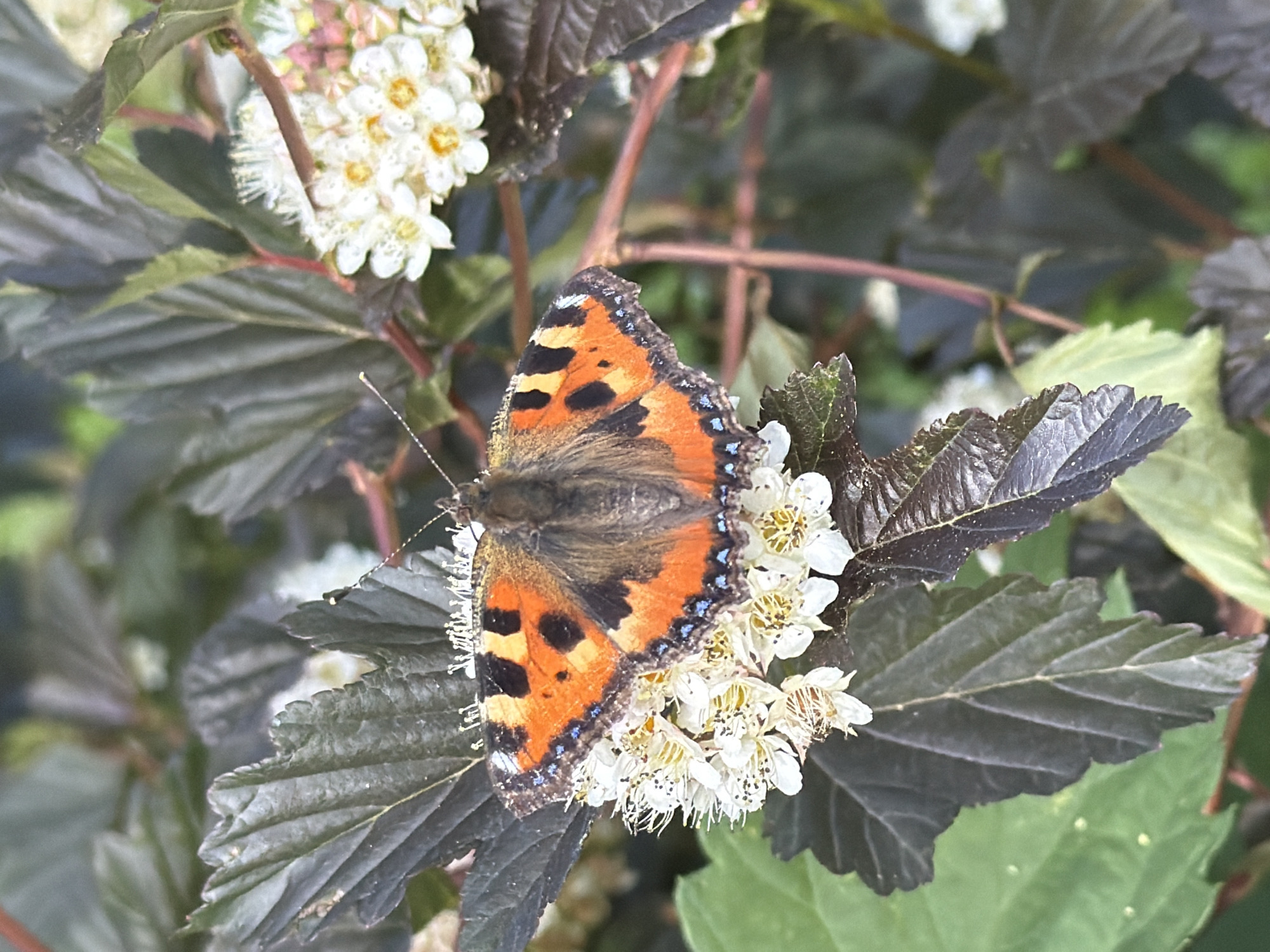 Garden photography session with blooming jasmine and butterfly