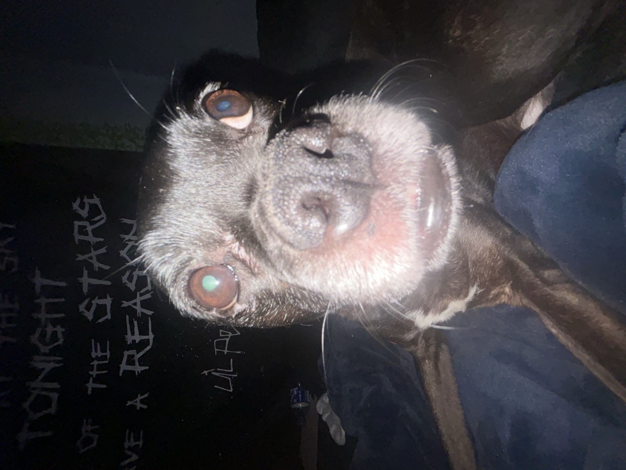 Close-up portrait of aging black dog photographed in Moose Jaw