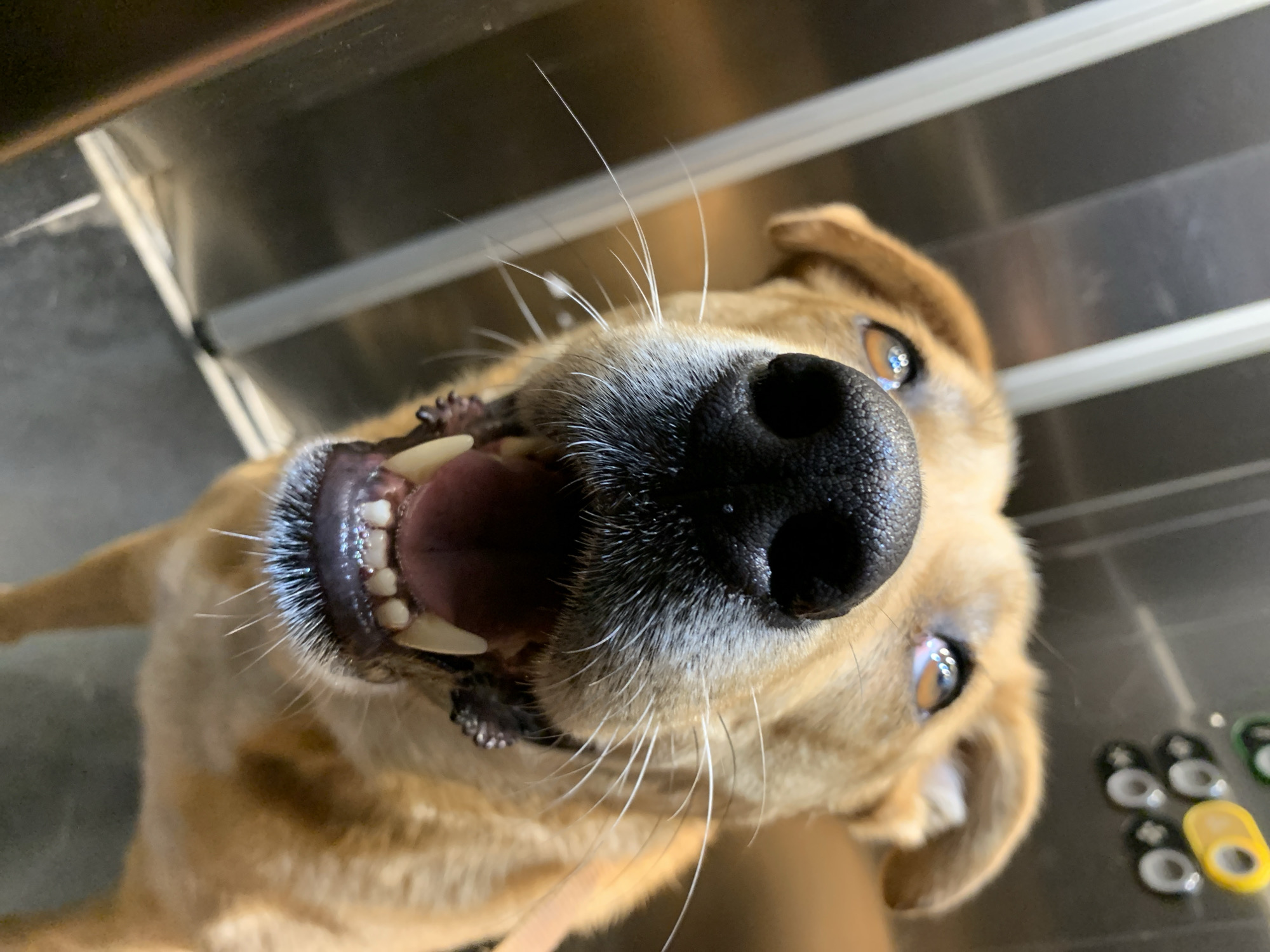 Dog photographed in close-up in Tel Aviv