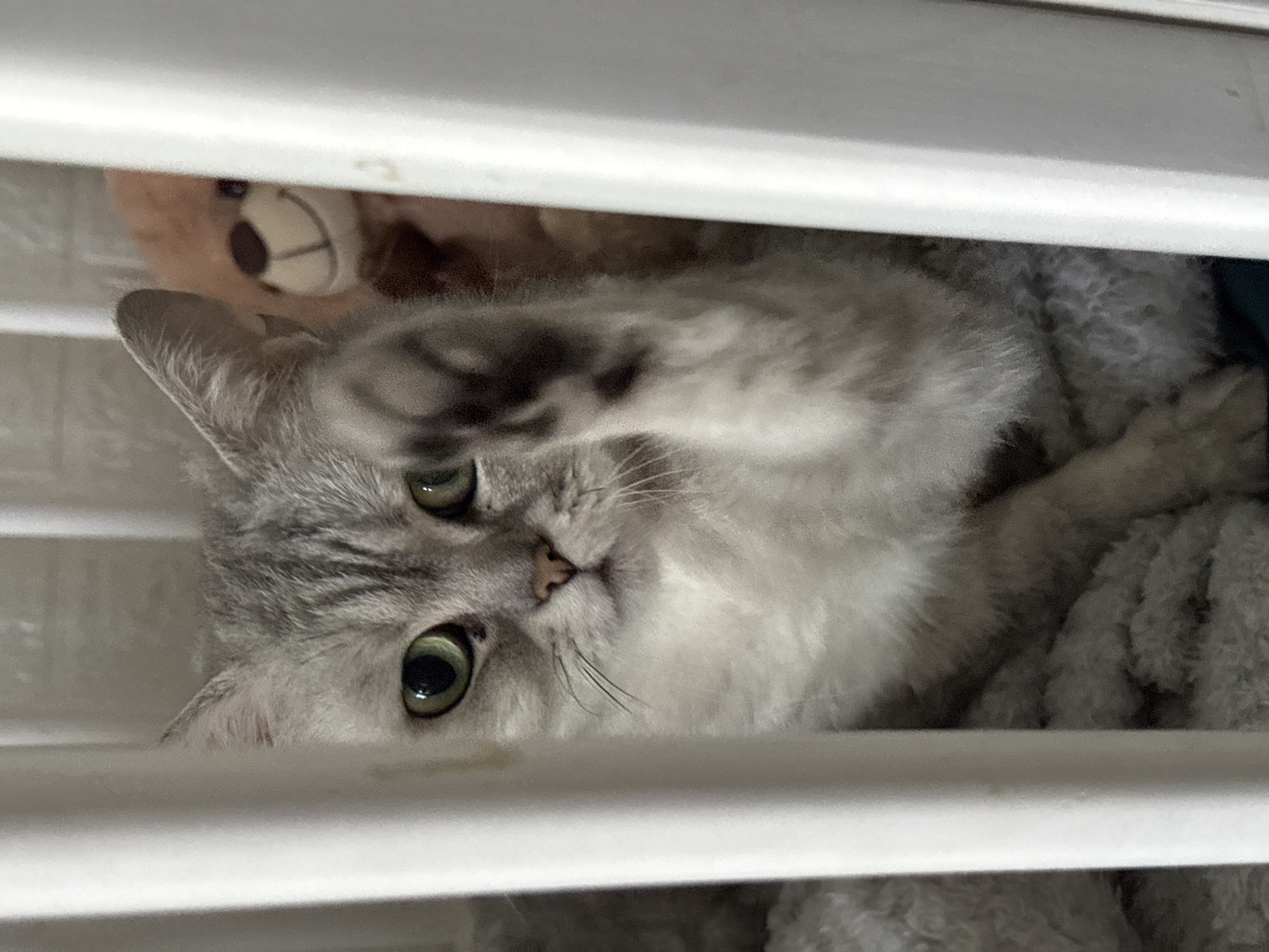 Cat plays with child in Donetsk nursery