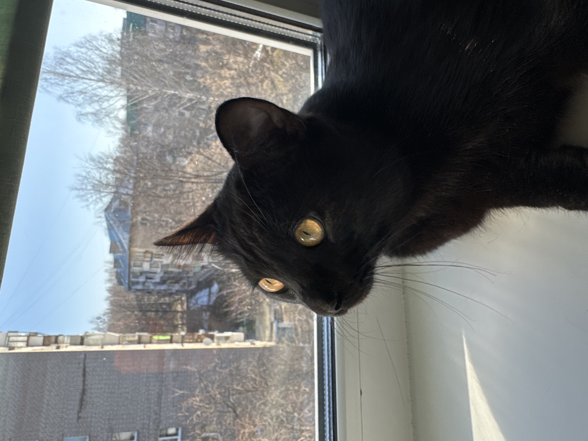 Black cat with golden eyes spotted on windowsill in Chaikovsky