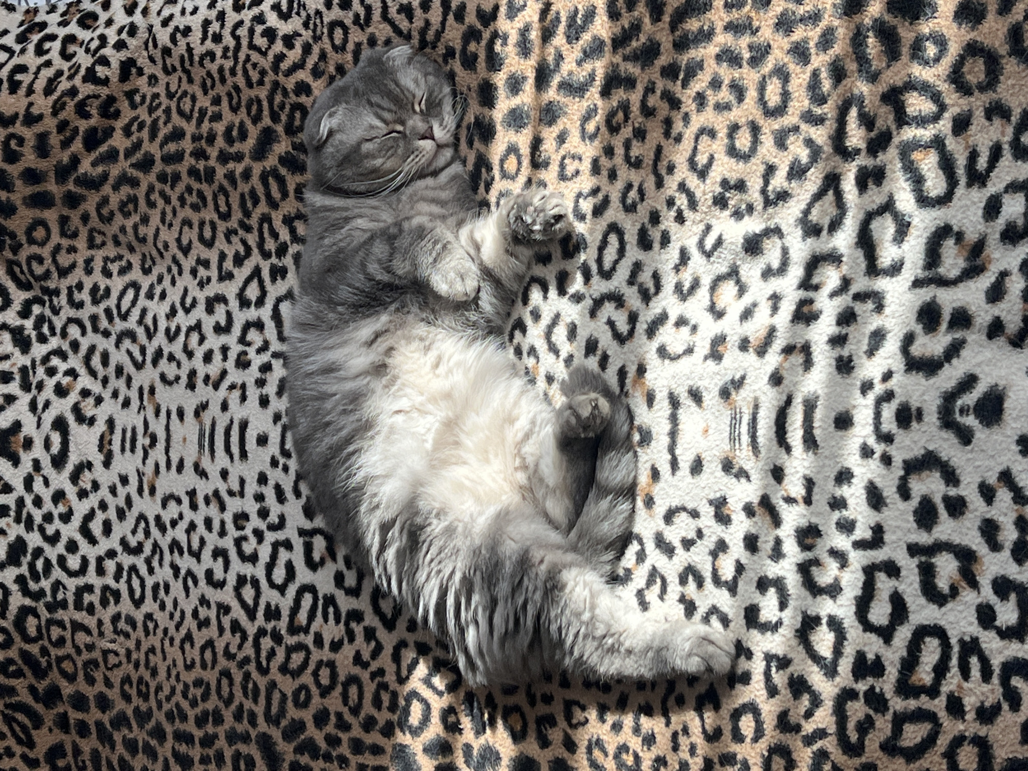 Cats sleeping peacefully on leopard-print blanket in Russian home