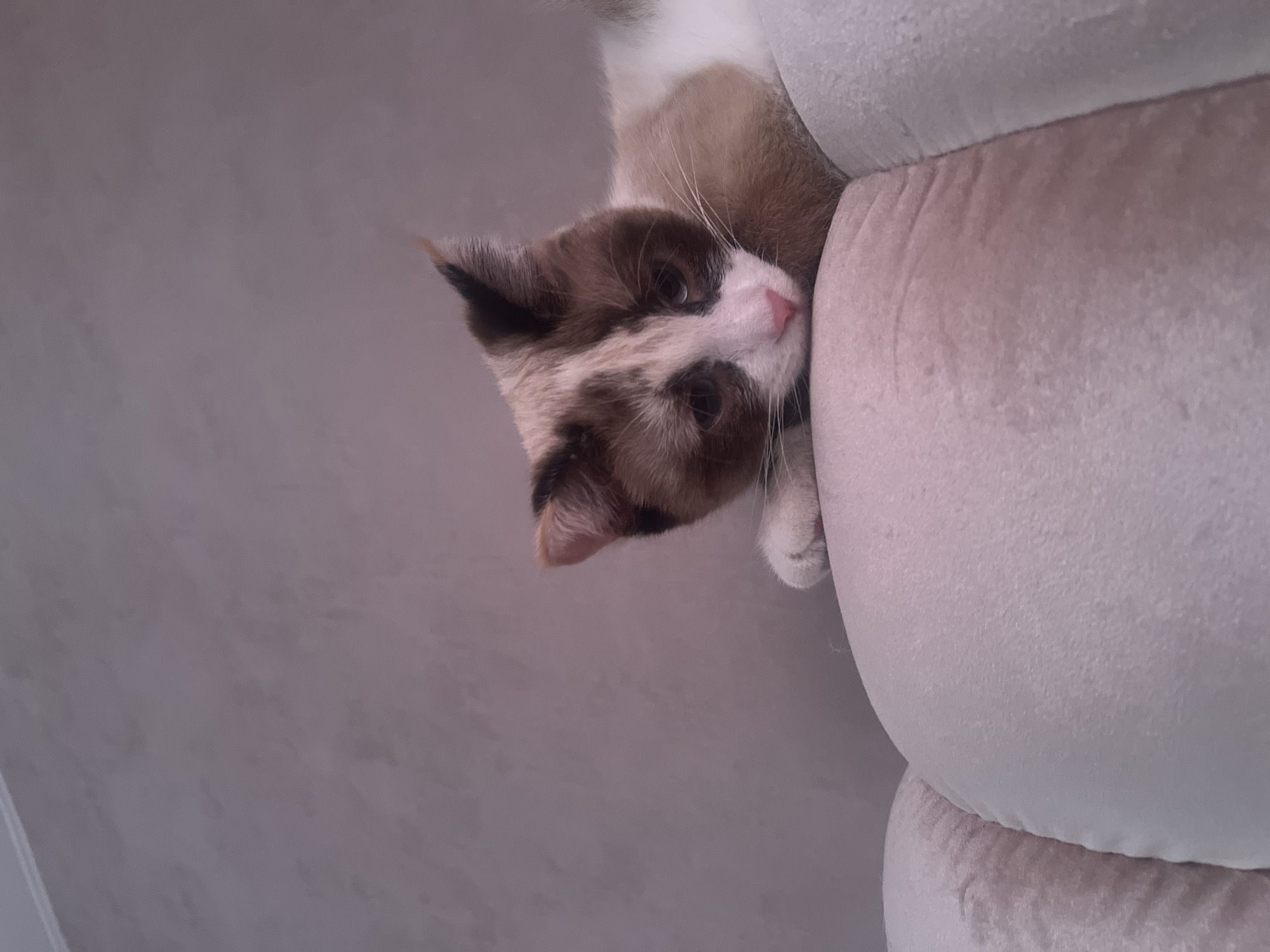 Cat rests on sofa in Votkinsk home