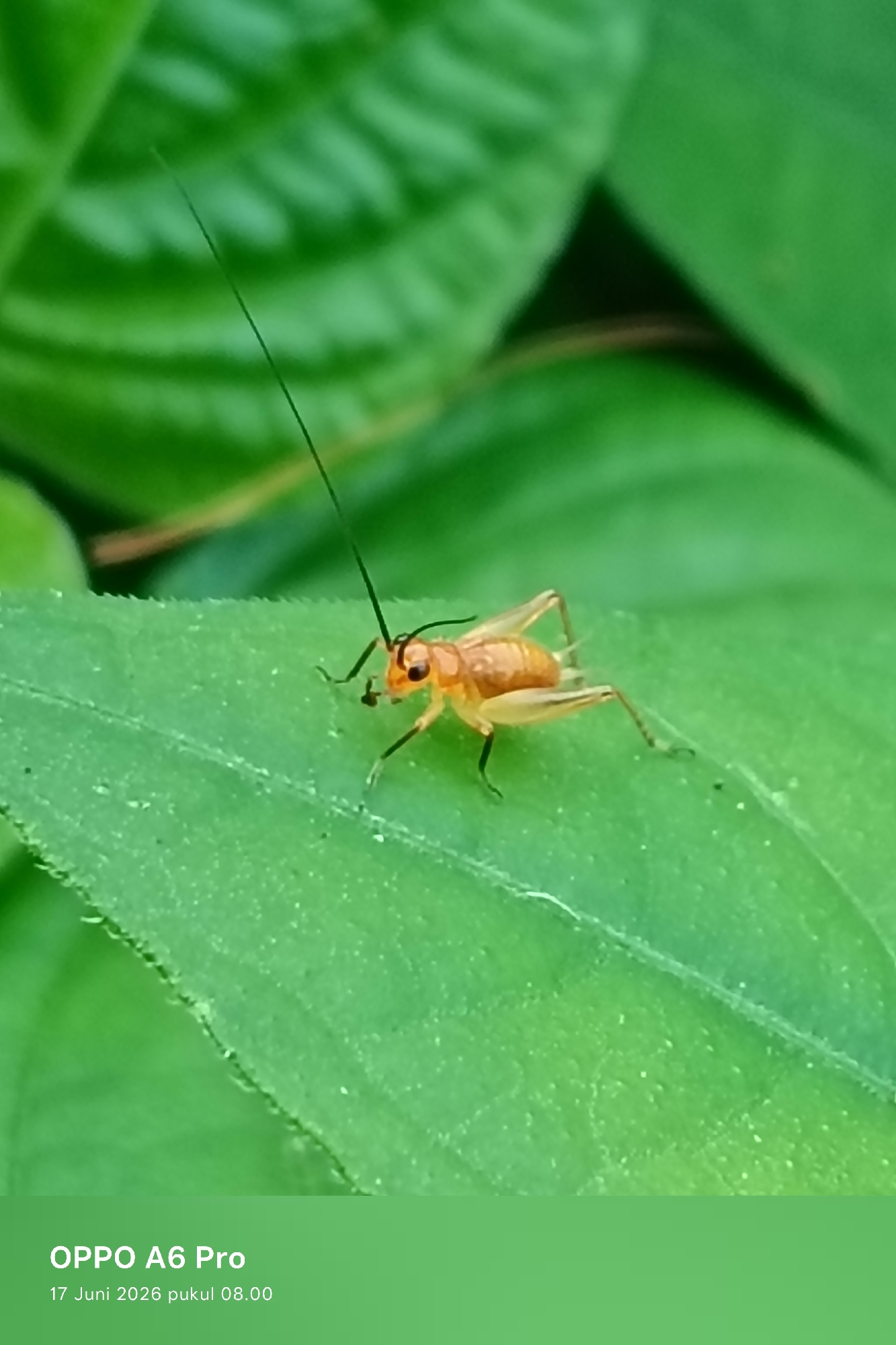 Macro insect photography in Lhokseumawe's green vegetation