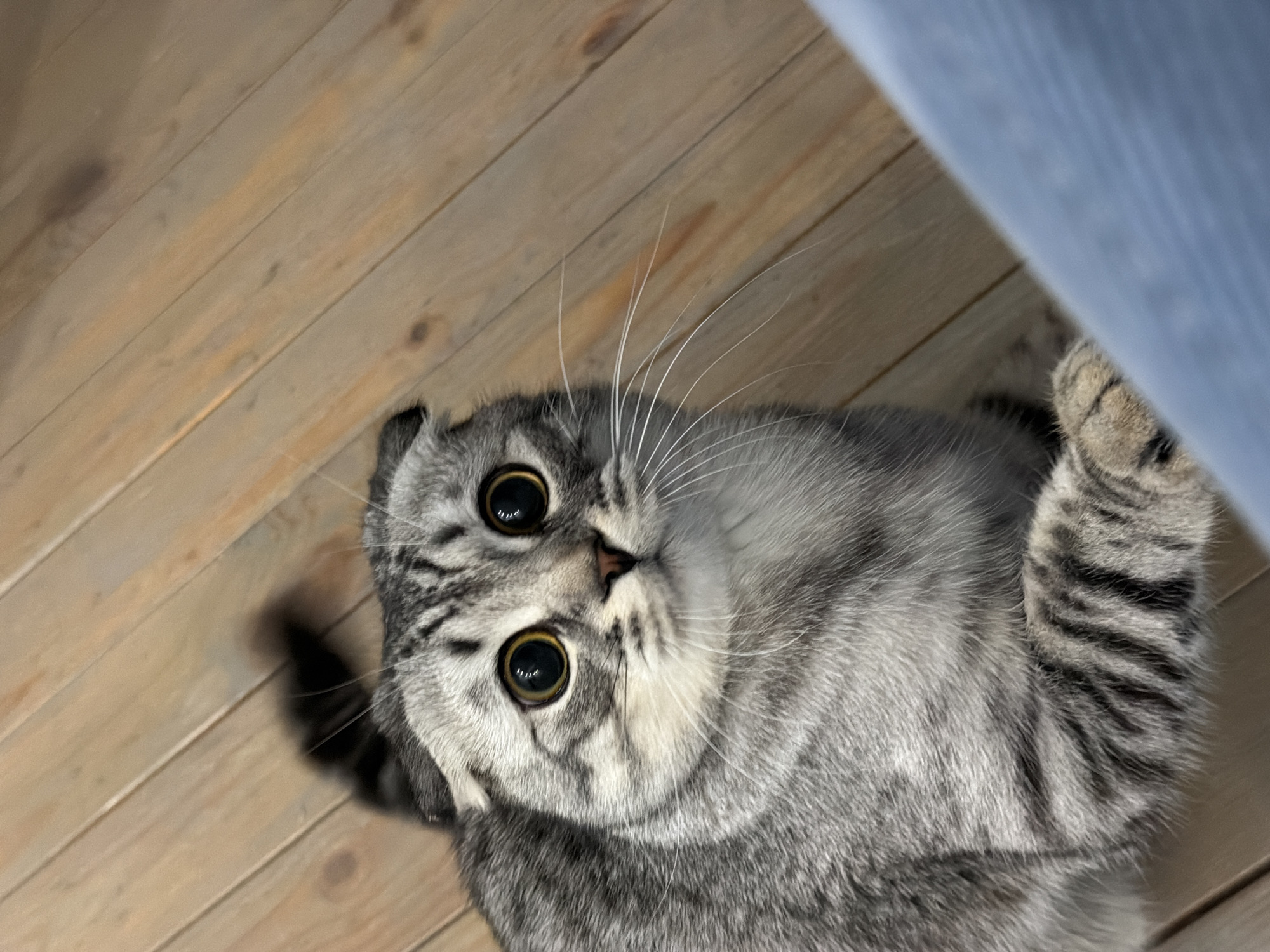 Scottish Fold cat photographed on wooden floor in Perm