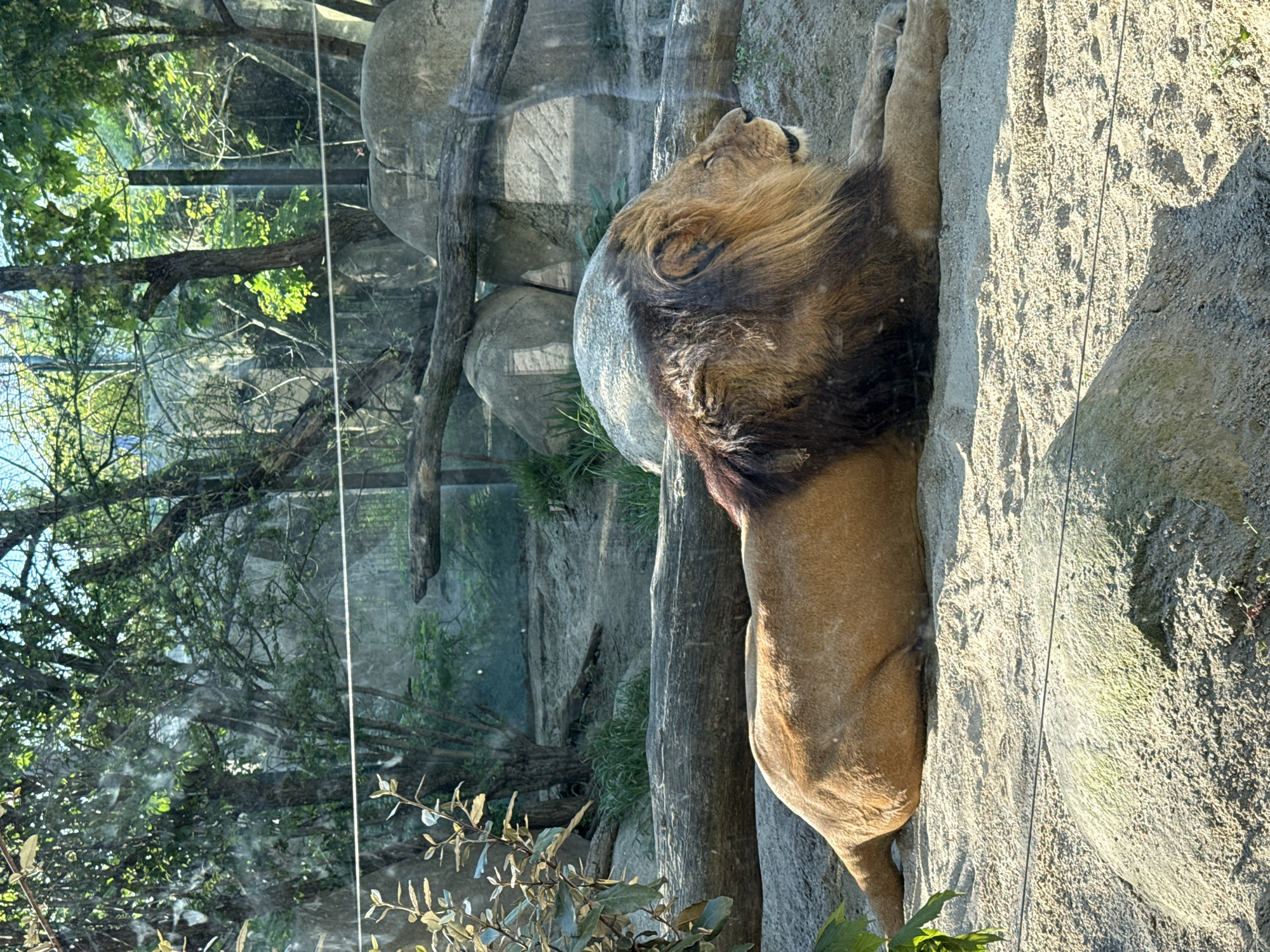 Zoo animals observed in Vienna enclosures during afternoon hours