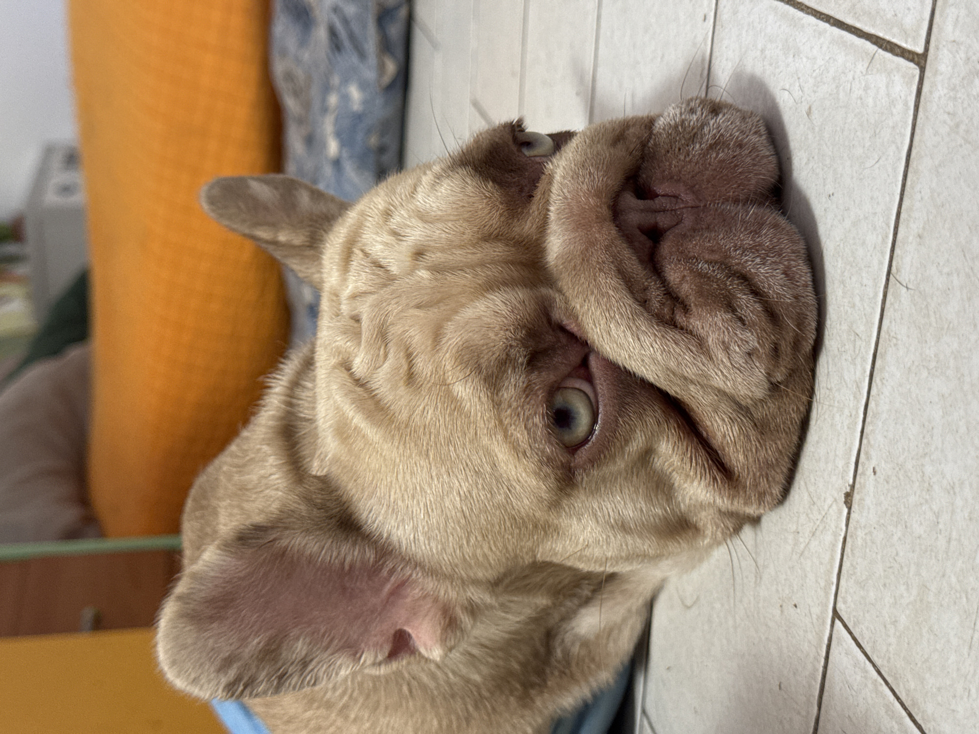 French Bulldogs of various coats lounging indoors in San Benedetto