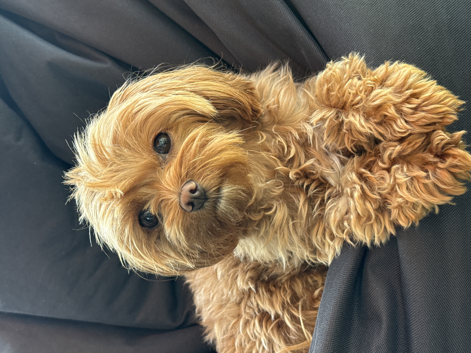 Fluffy doodle dog's lazy morning in Prague