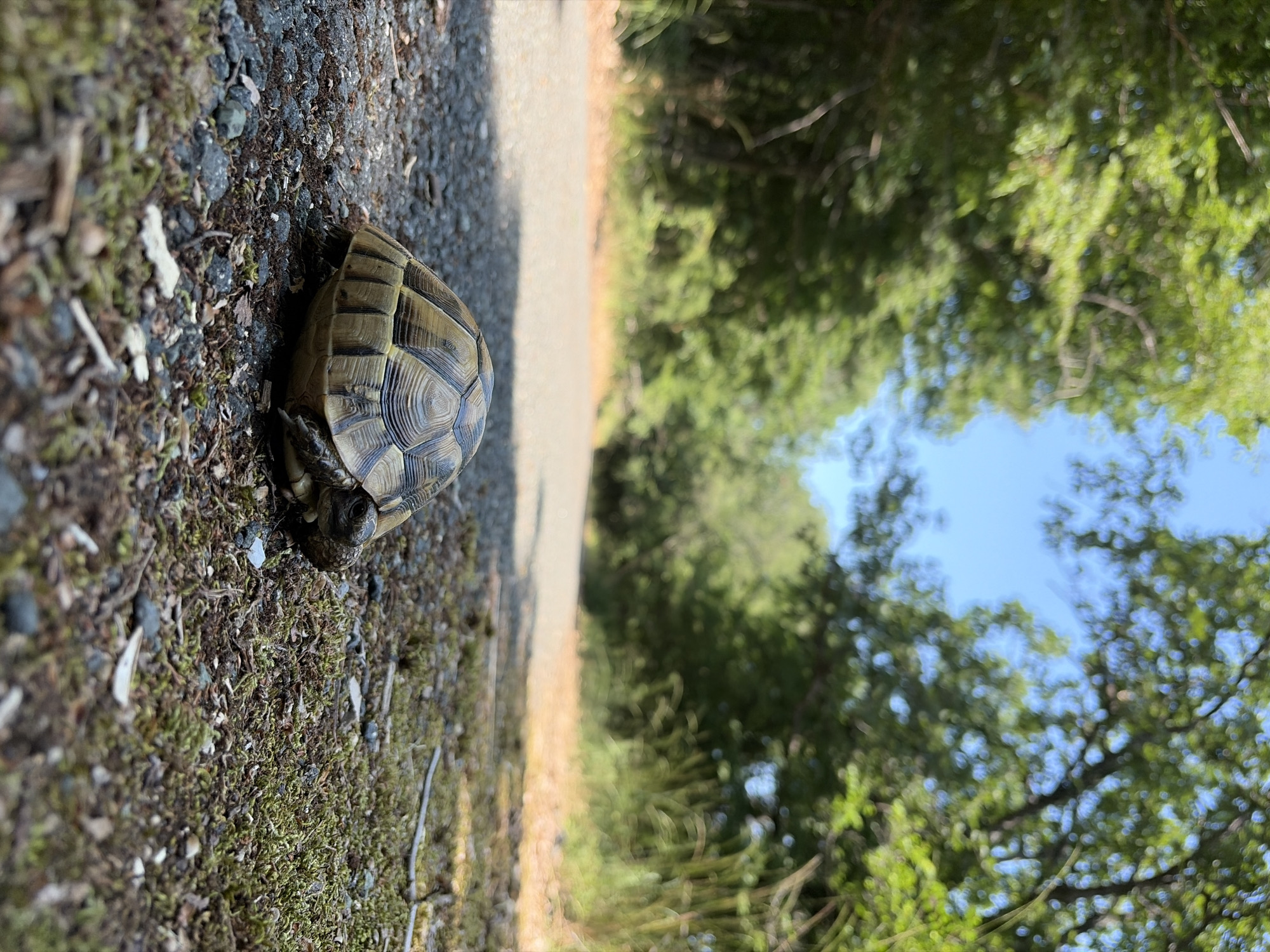 Tortoise on a gravel path in coastal Bulgaria