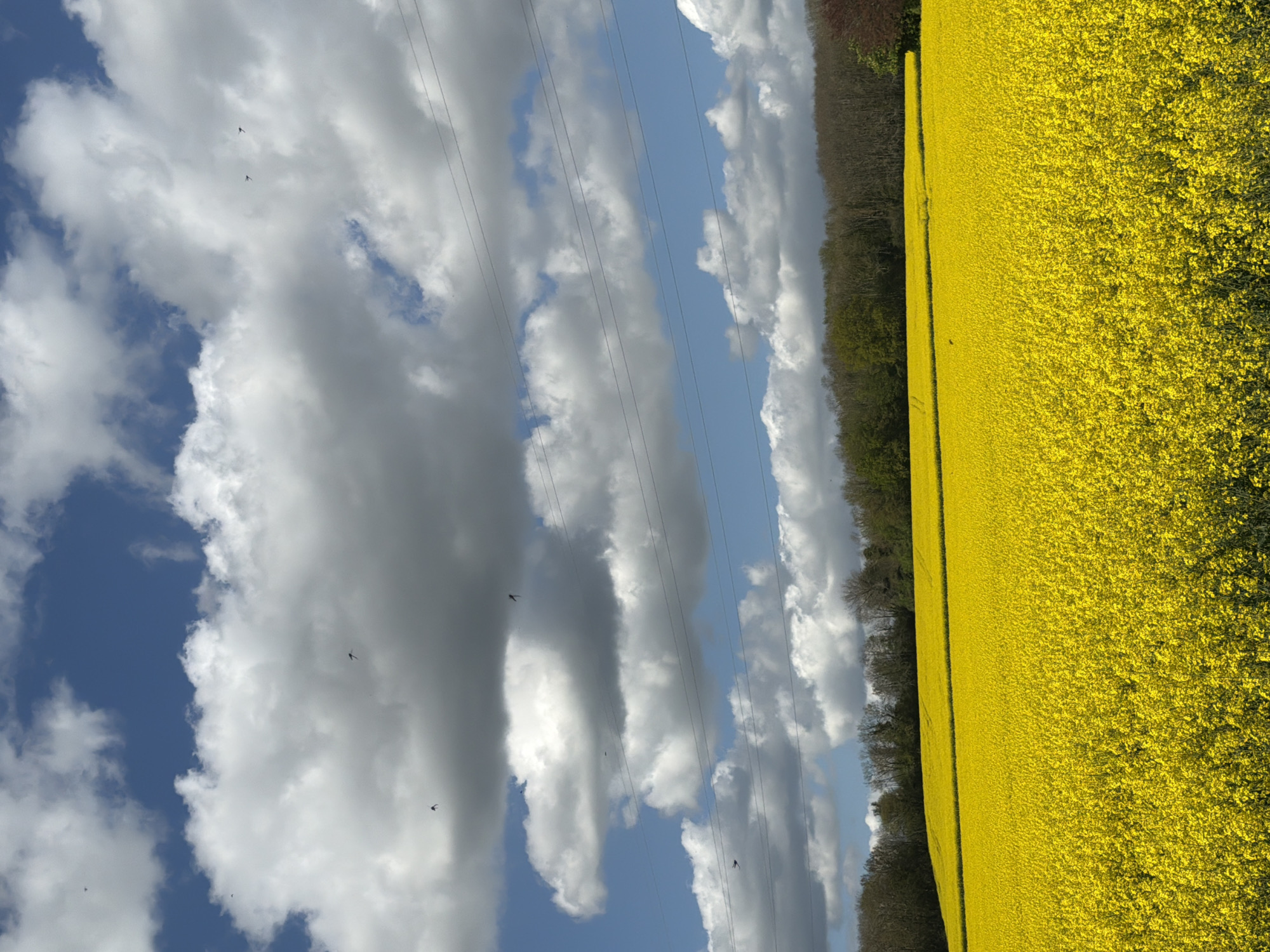 Rapeseed field blooms captured near Maidstone countryside