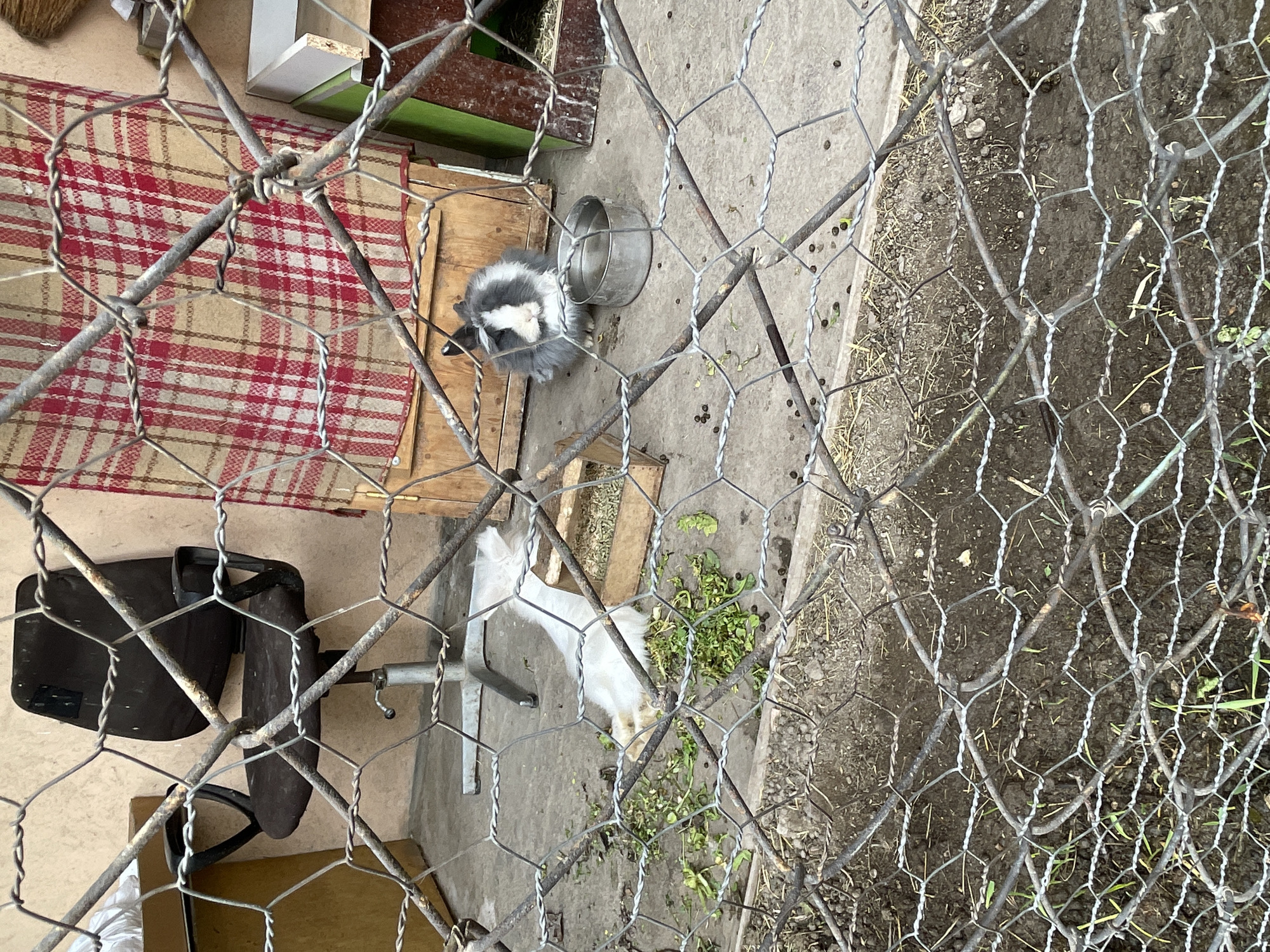 Morning scenes captured across Yerevan neighborhoods show flooding, pets, landscaping