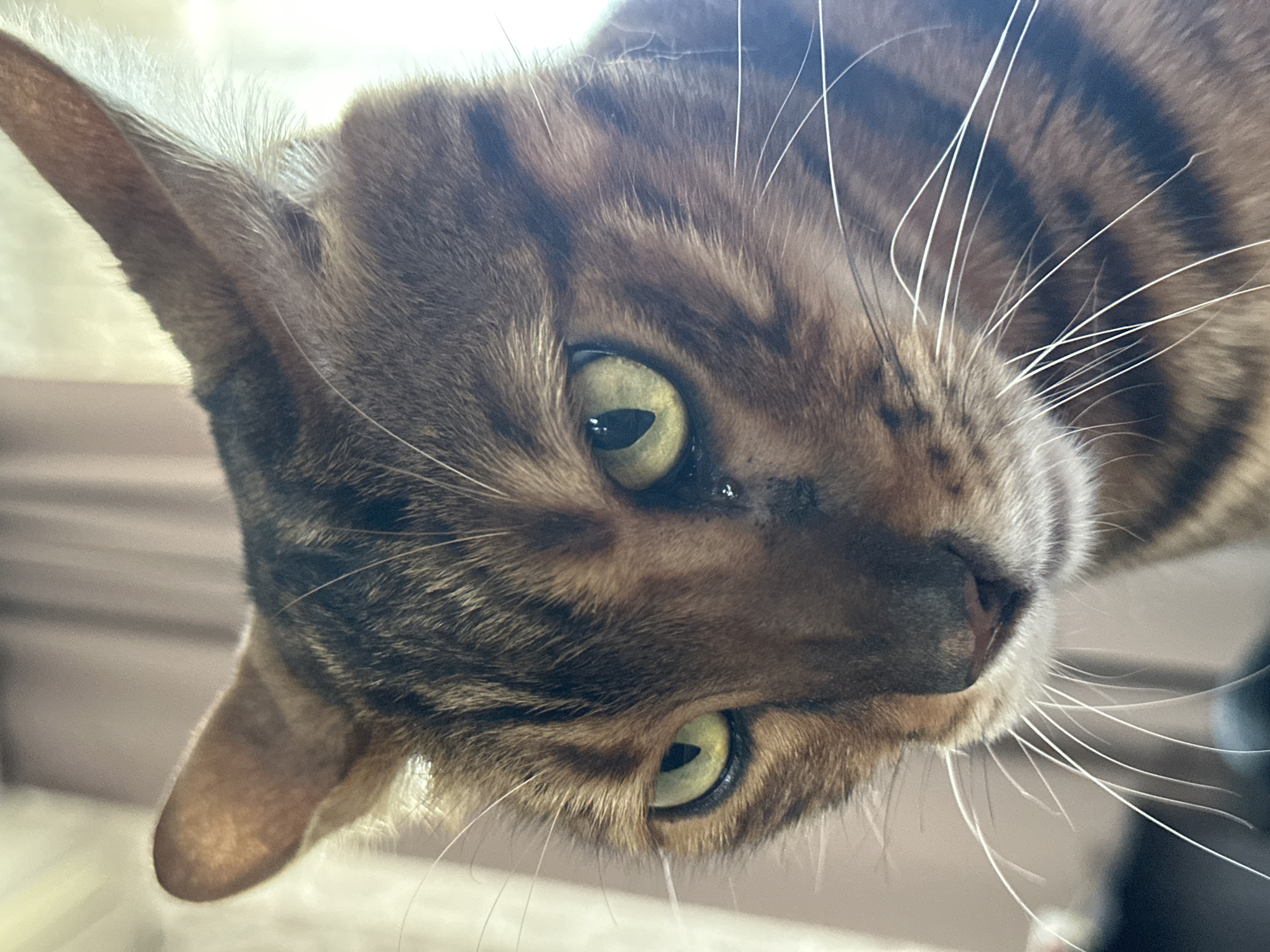 Bengal cat lounges on a floral bed in Energetik