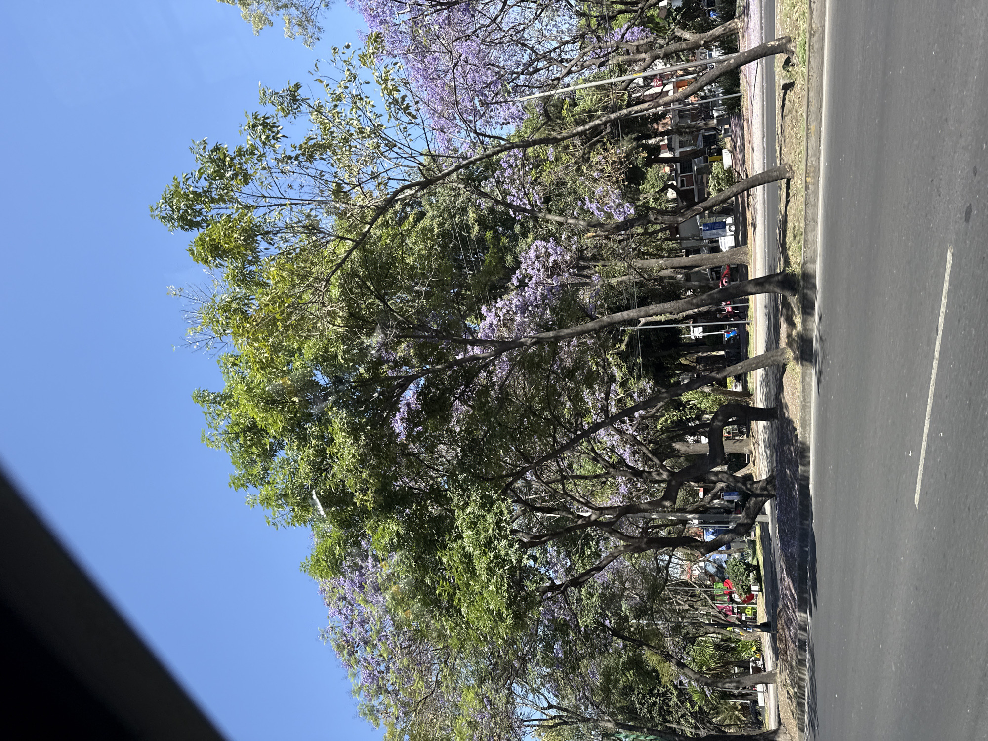 Jacaranda trees bloom purple along Mexico City street