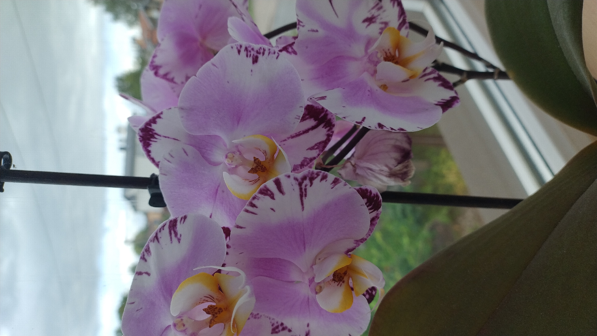 Spotted and pink orchids in bloom, indoors in Jelgava