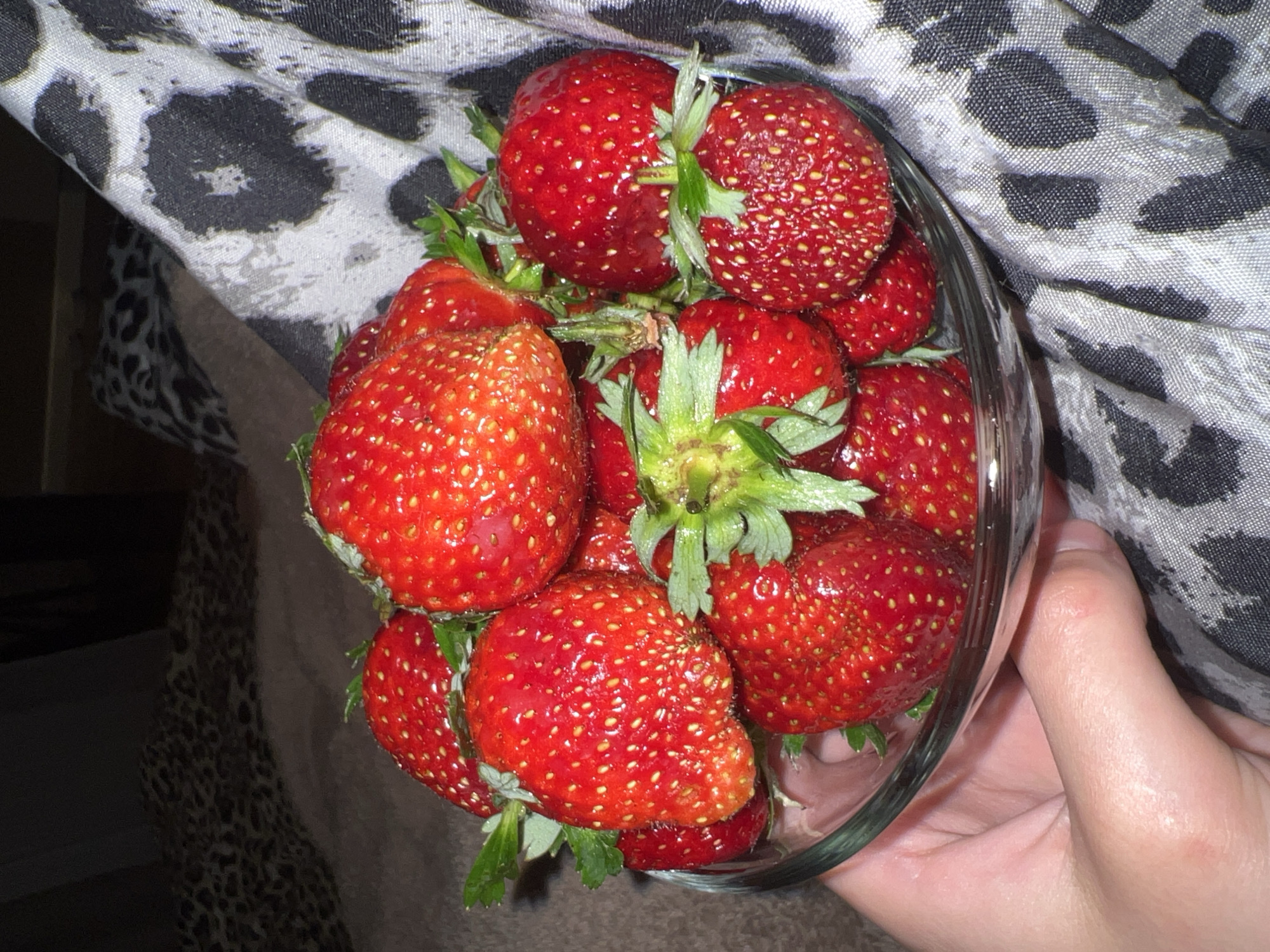 Couch evening in Krasnodar: strawberries, TV, and a chimpanzee on Twister